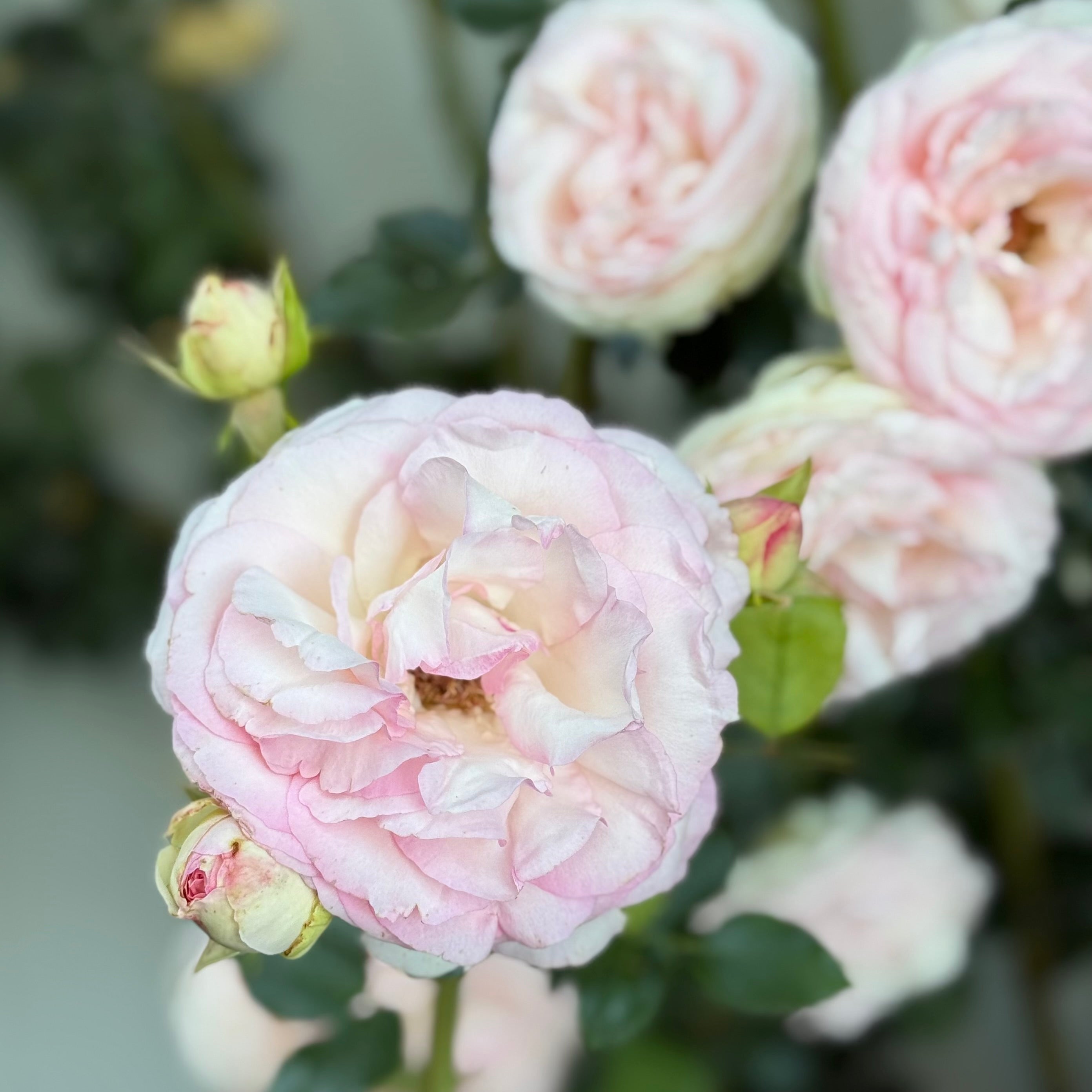 Eden Climber® Potted Climbing Rose