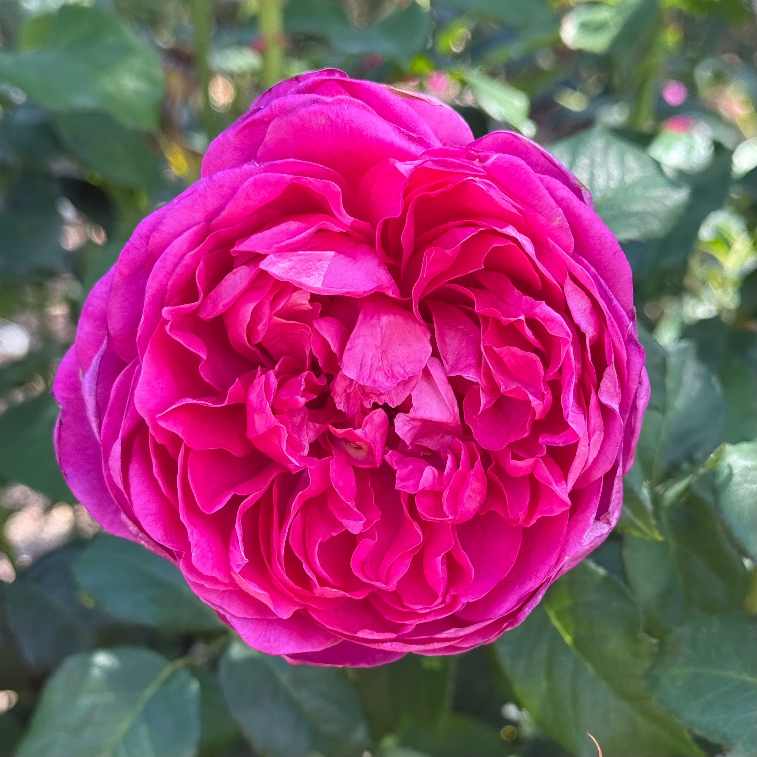 David Austin® James L Austin® Potted Rose Bush