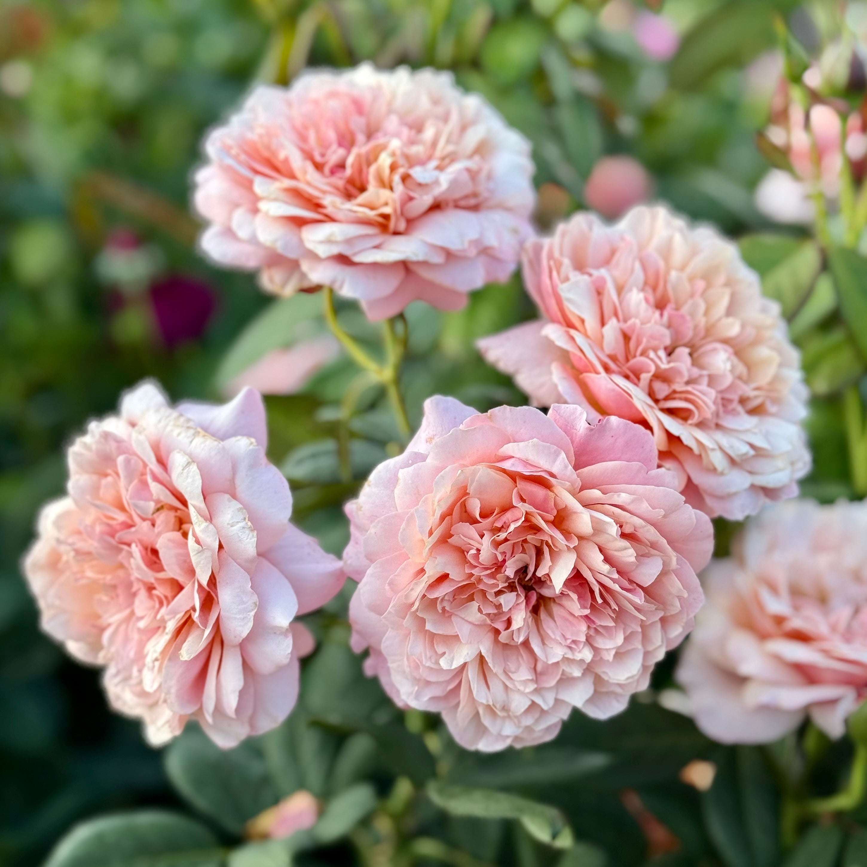 State of Grace ™ Potted Rose Bush