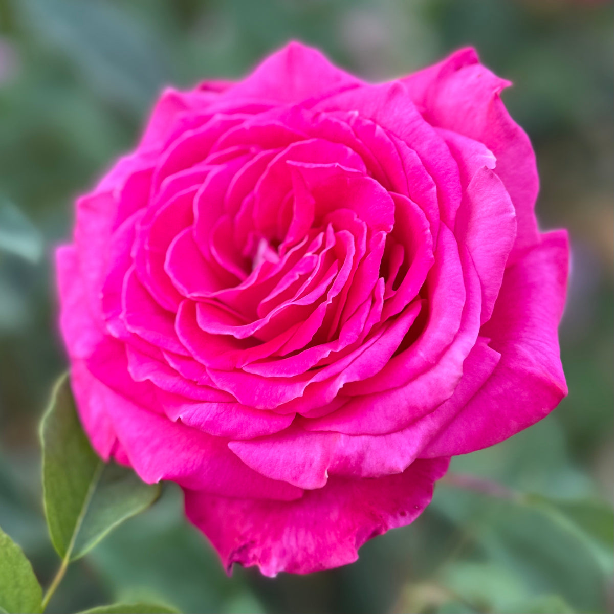Sweet Spirit™ Bare Root Rose Bush