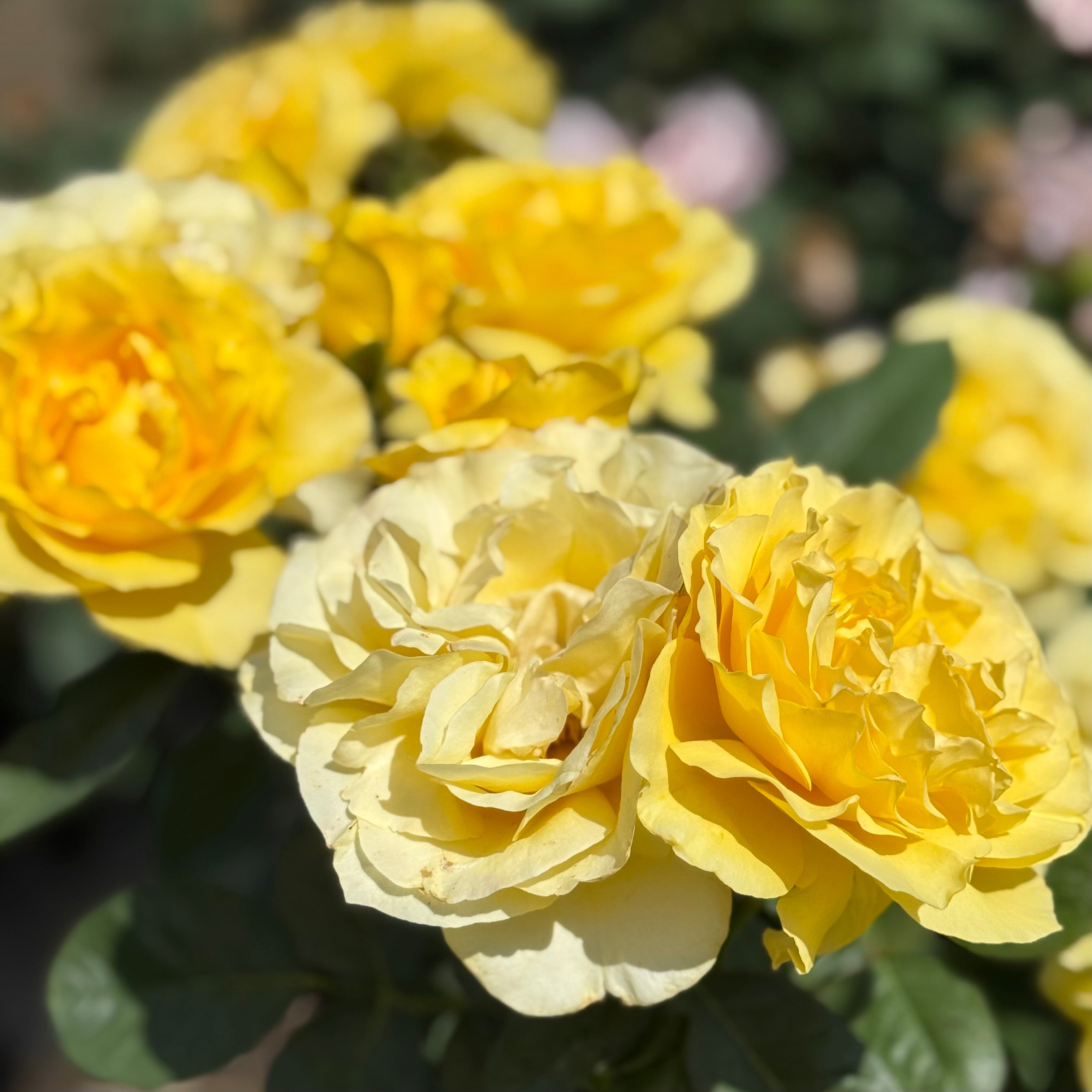 Doris Day Potted Tree Rose