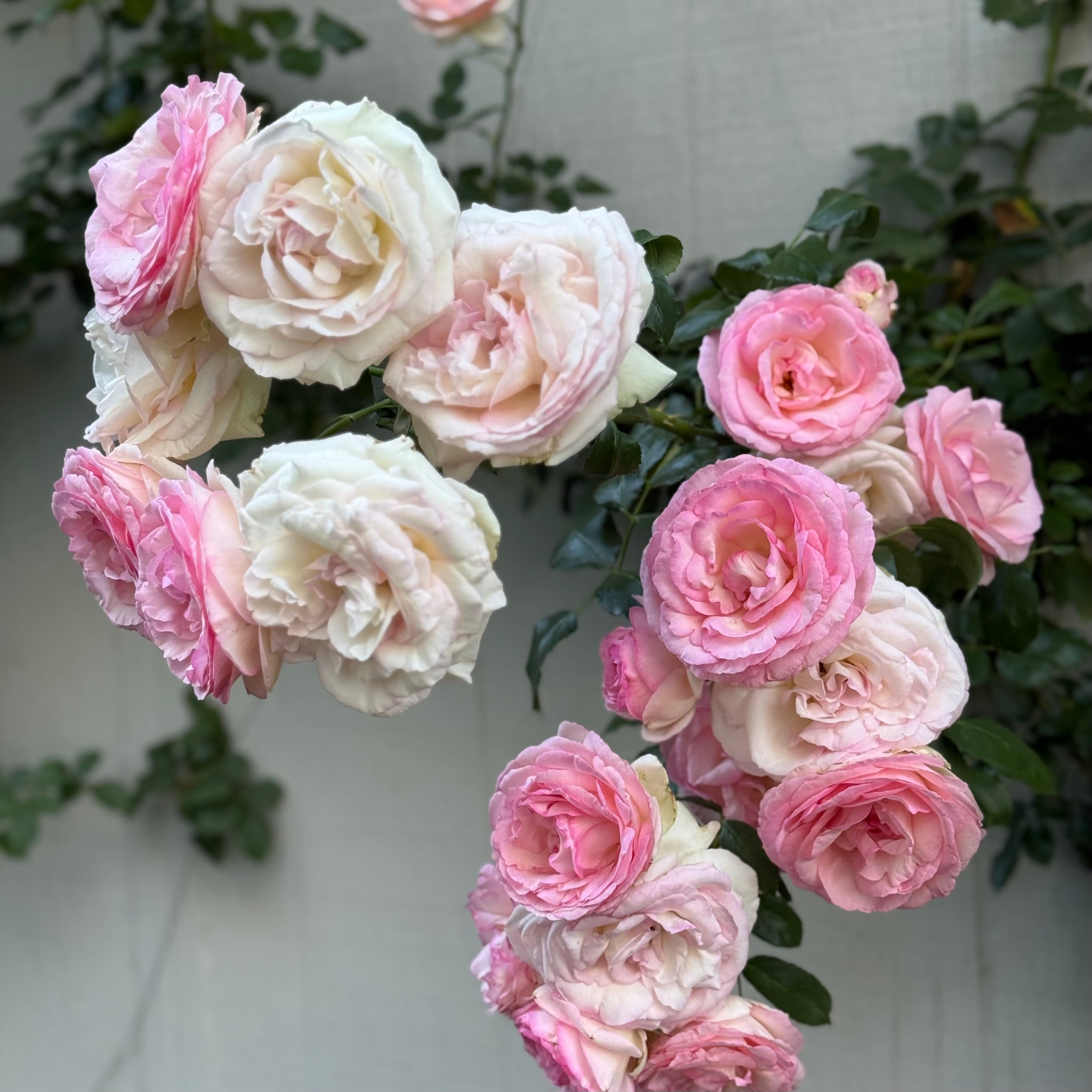 Eden Climber® Potted Climbing Rose