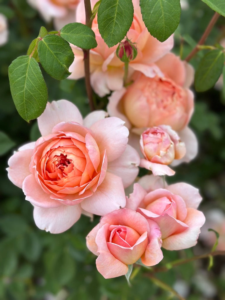 David Austin® Carding Mill® Potted Rose Bush