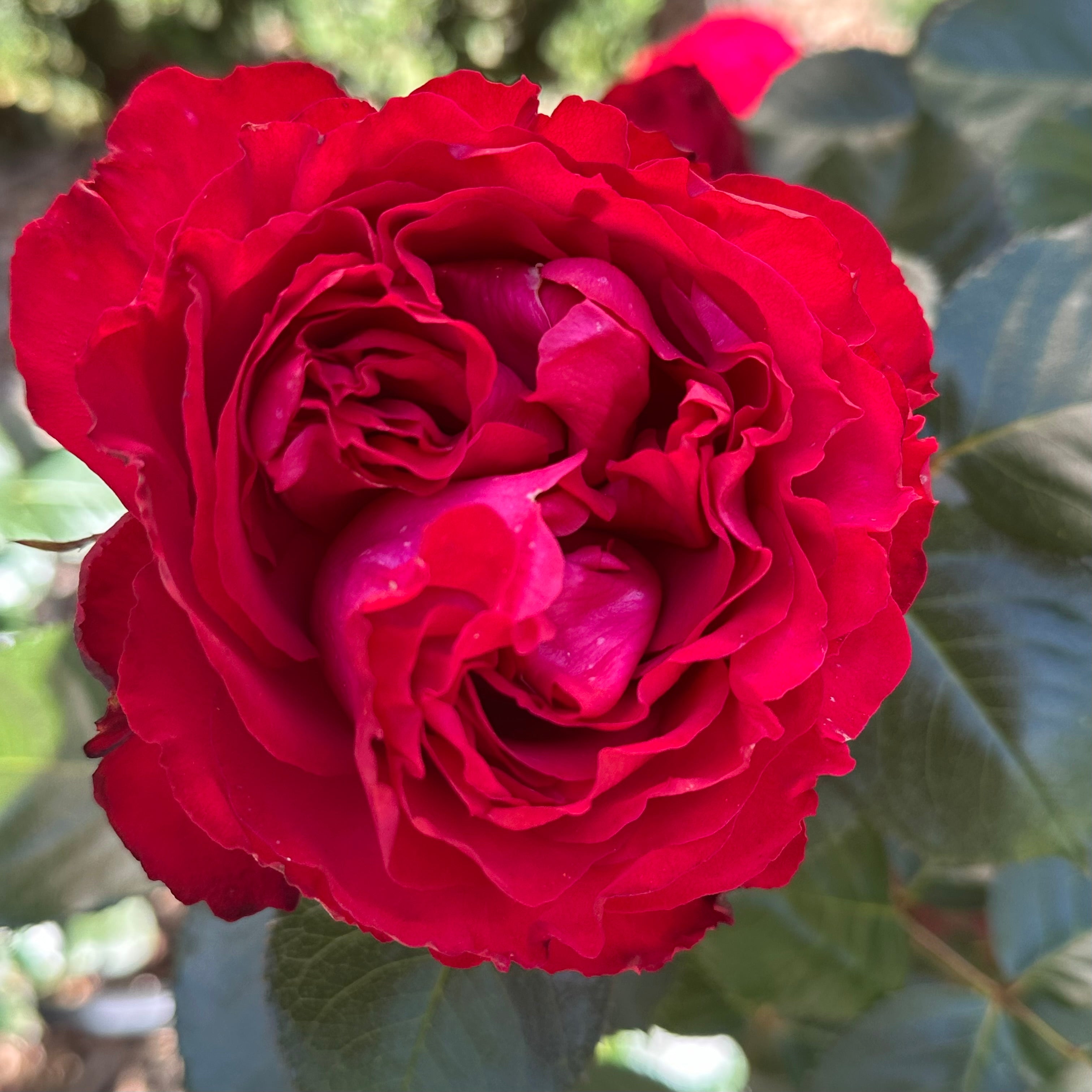 Traviata® Potted Rose Bush