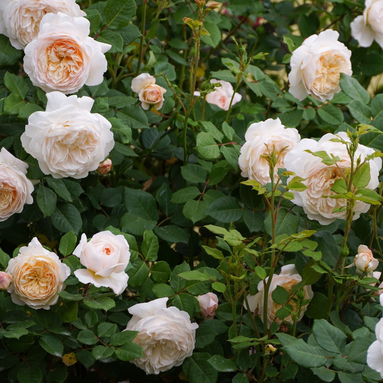 David Austin ® Crocus Rose Potted Rose Bush