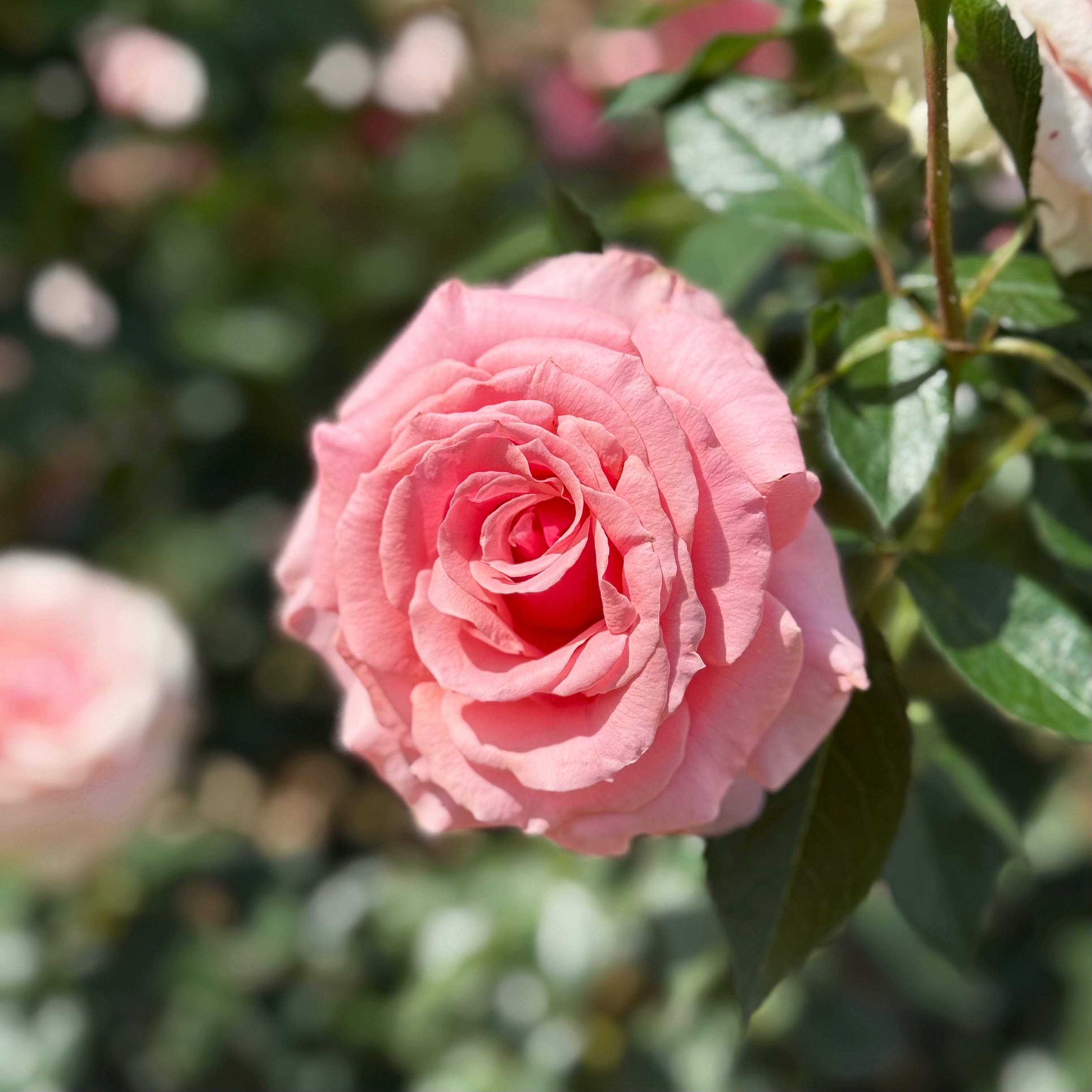 Tournament of Roses Potted Rose Bush