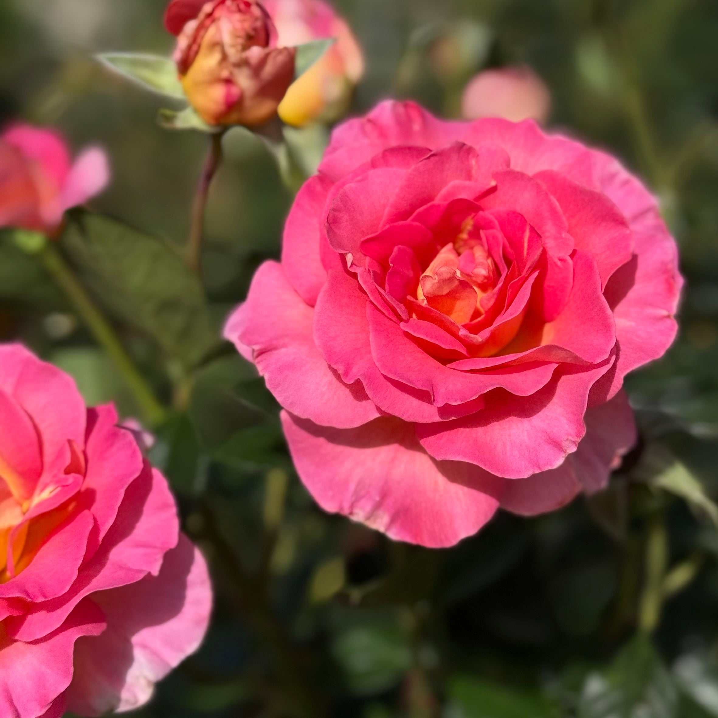 Julie Andrews Potted Rose Bush