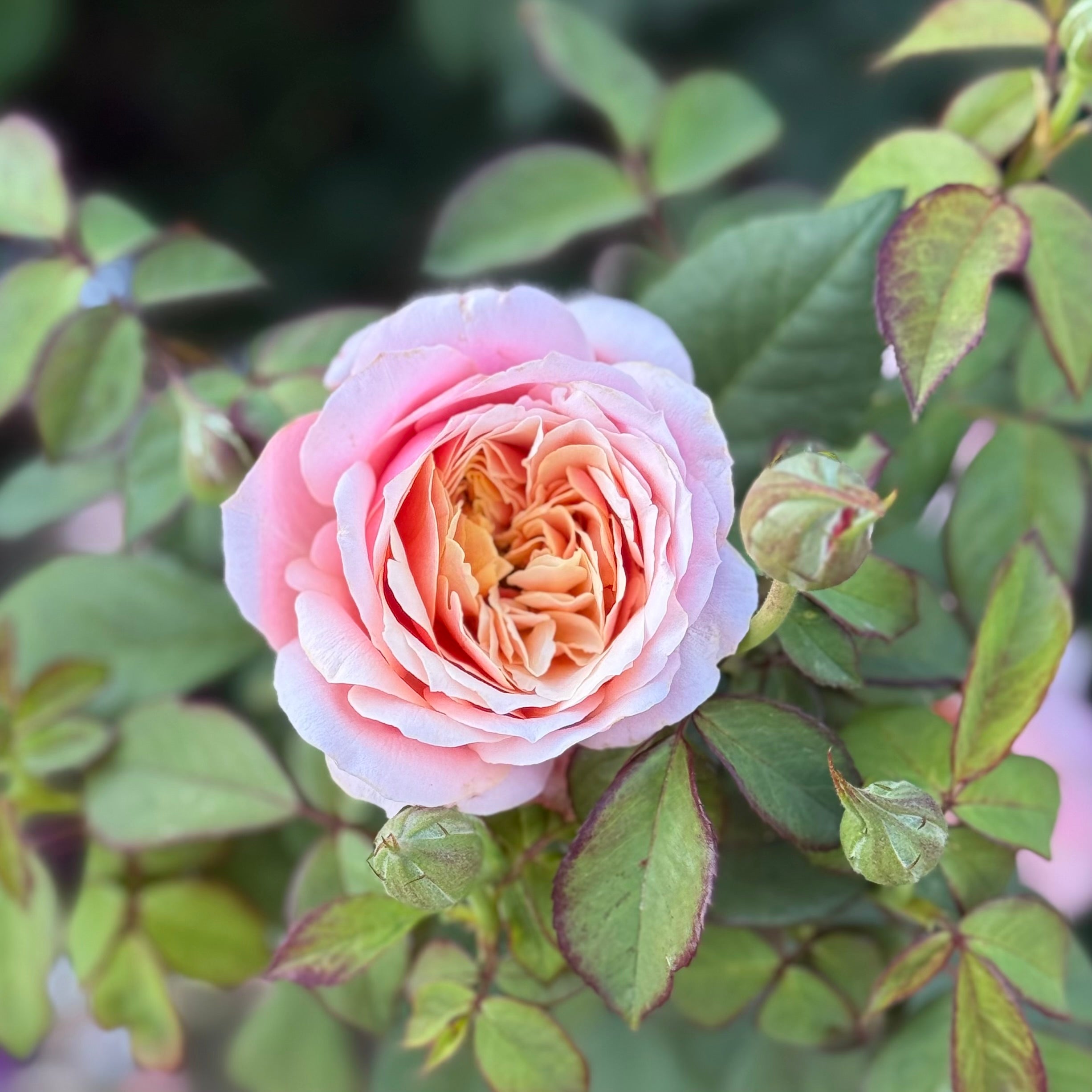 State of Grace ™ Potted Rose Bush