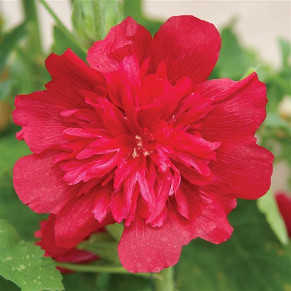Hollyhock 'Spring Celebrities Carmine-Rose' Potted Hollyhock Plant