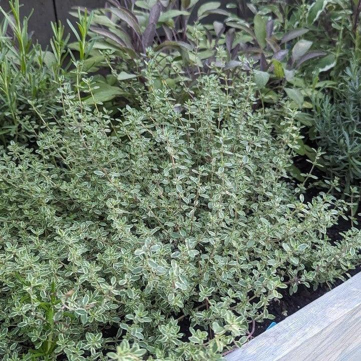 Thyme 'Argenteus' Potted Silver Edged Lemon Thyme Plant