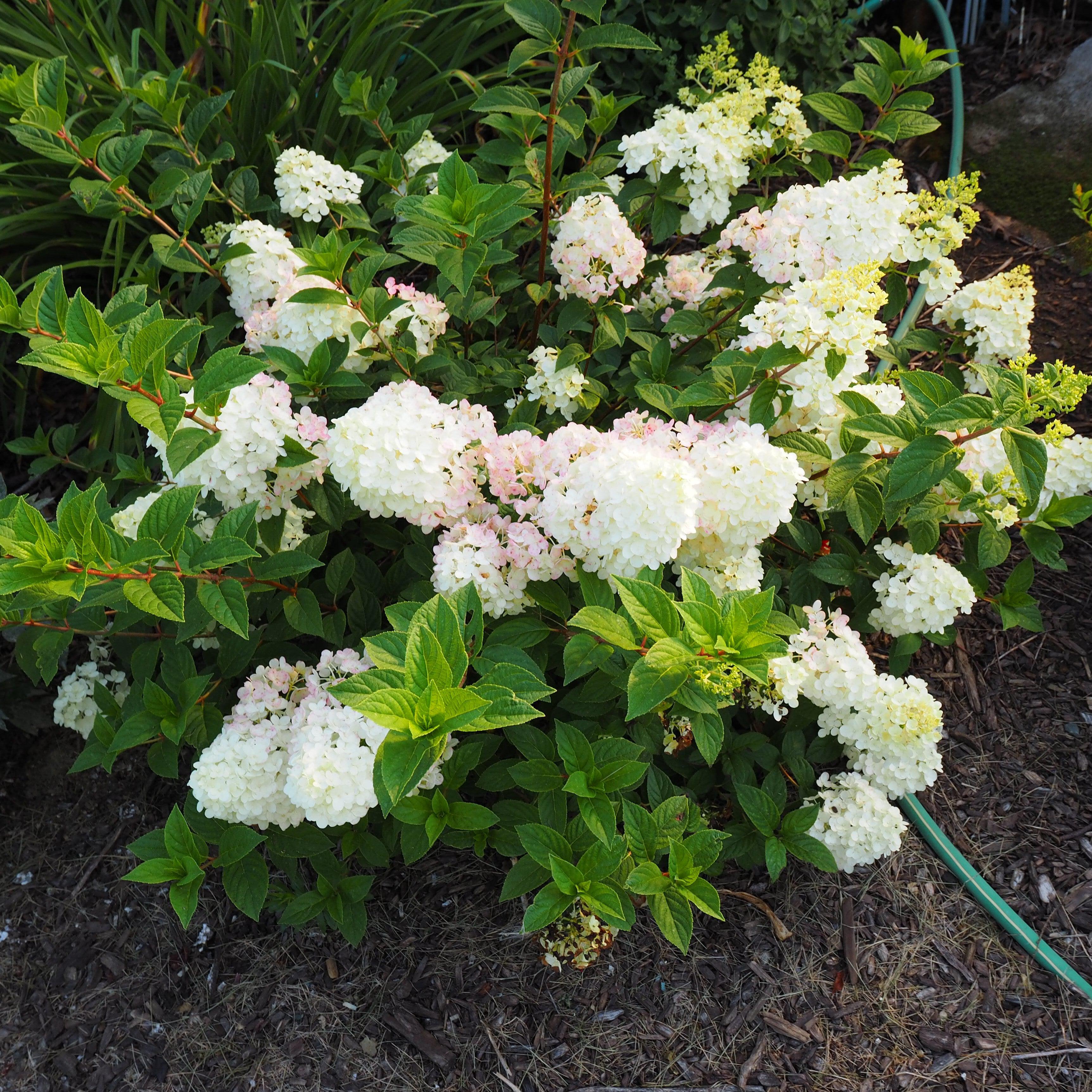 Hydrangea First Editions® Strawberry Sundae® Potted Hydrangea Plant