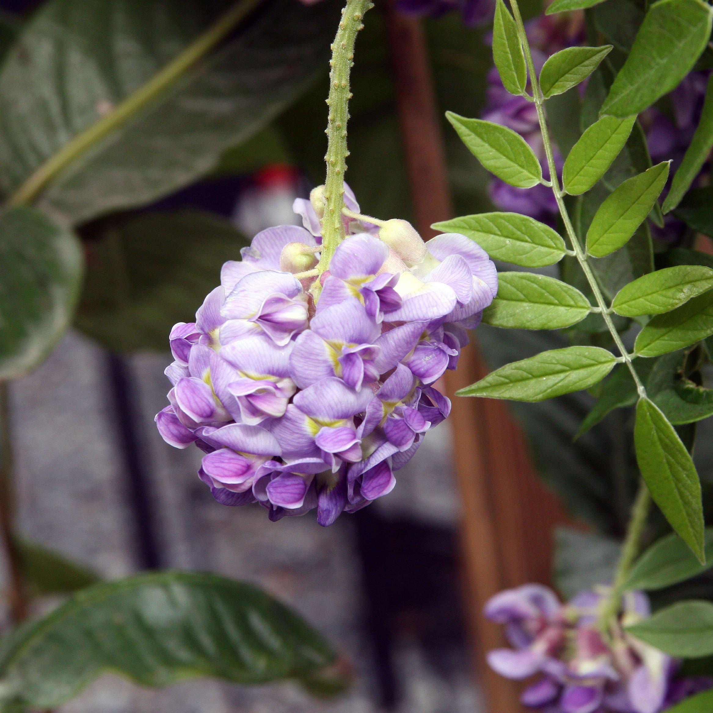 Wisteria 'Amethyst Falls' Potted Wisteria Plant