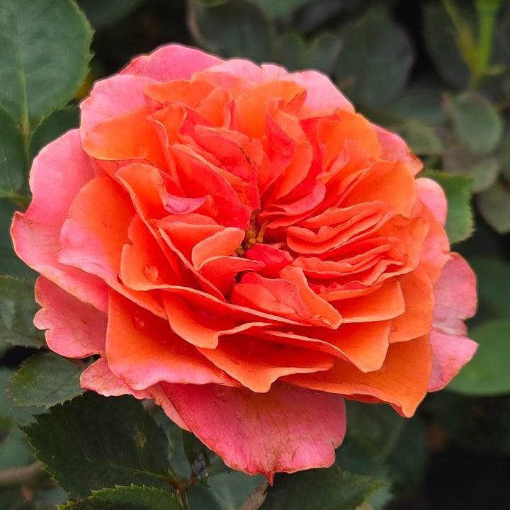 Fragrant Showpiece™ Orange Potted Rose Bush