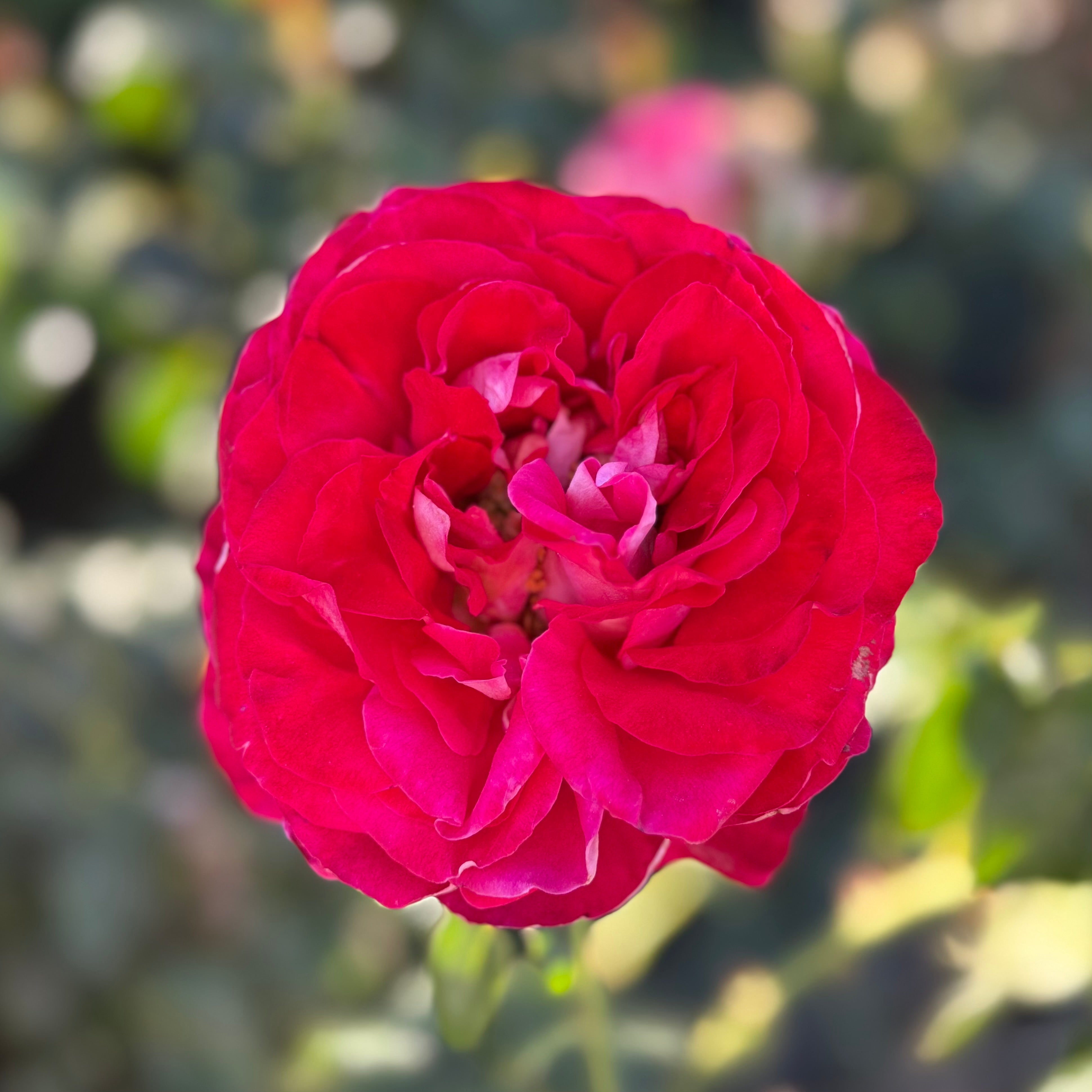 Gypsy Carnival ™ Potted Rose Bush