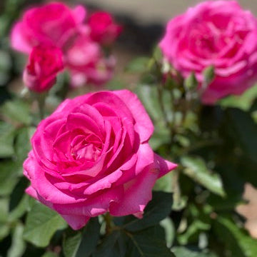 Girl's Night Out™ Bare Root Rose Bush