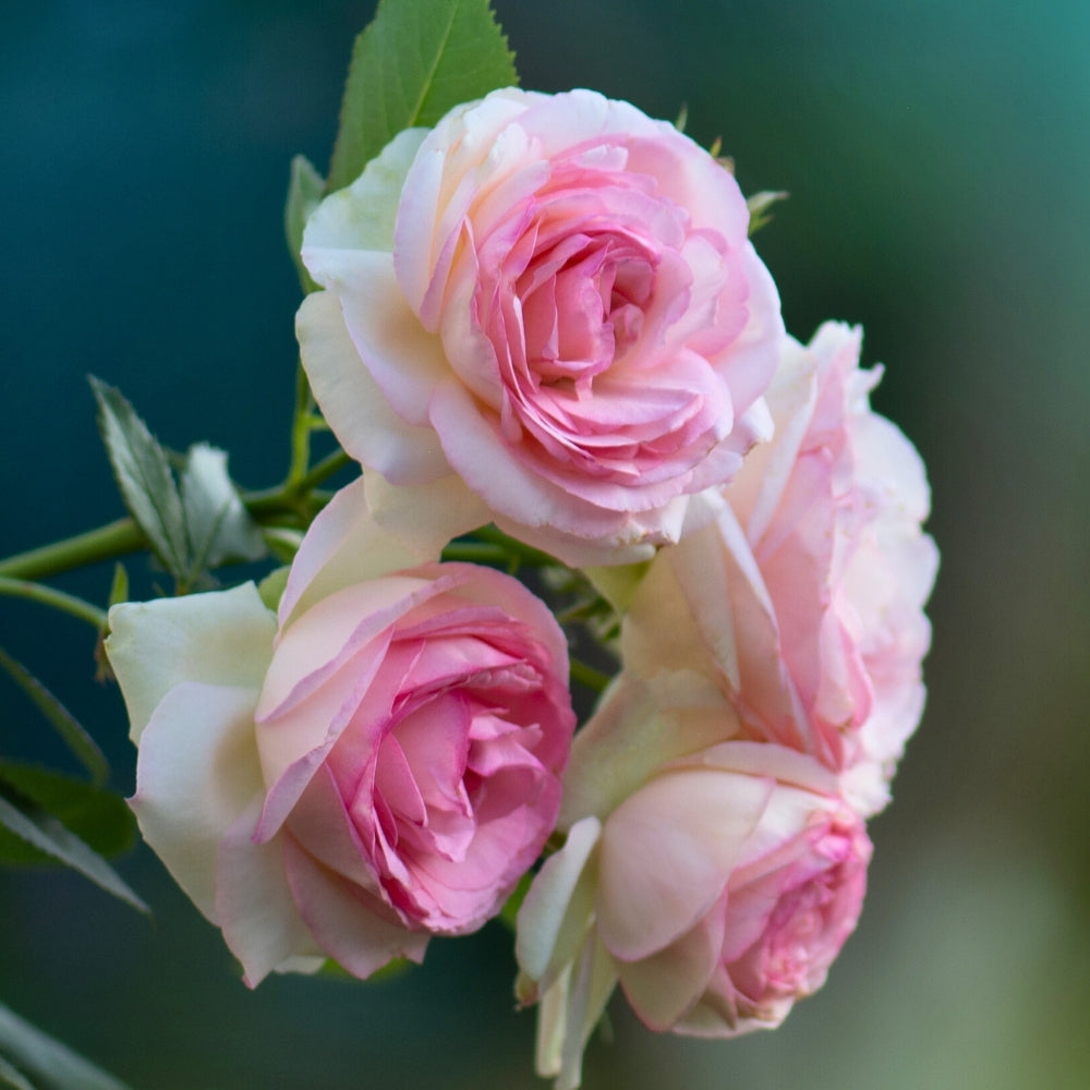 Eden Climber® Bare Root Climbing Rose