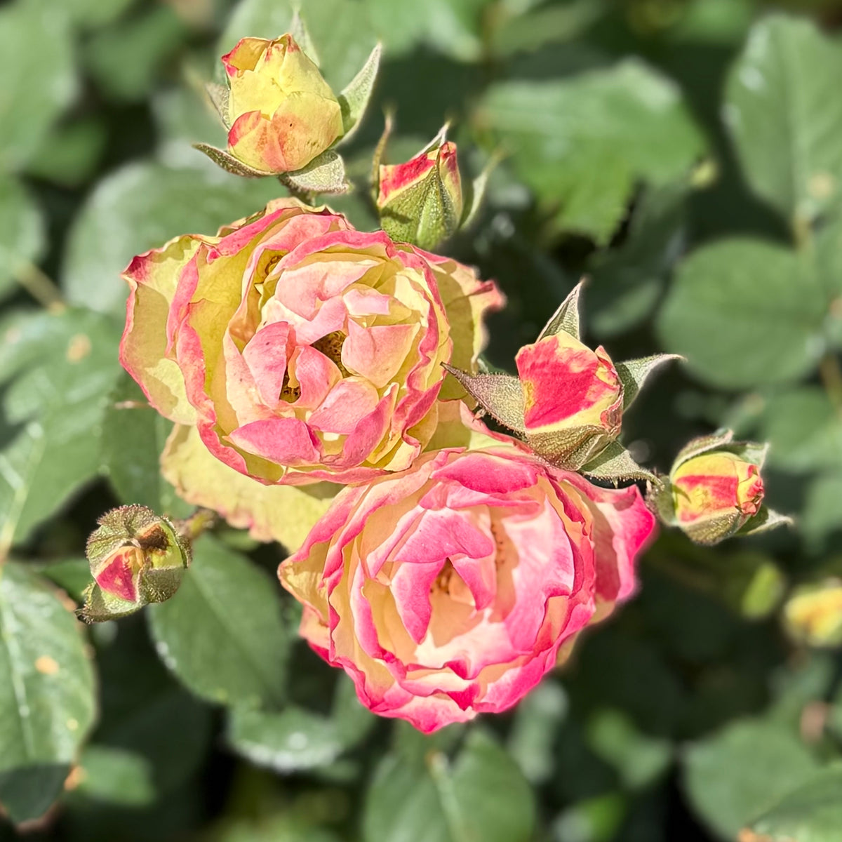 Enchanted Meadow™ Bare Root Tree Rose