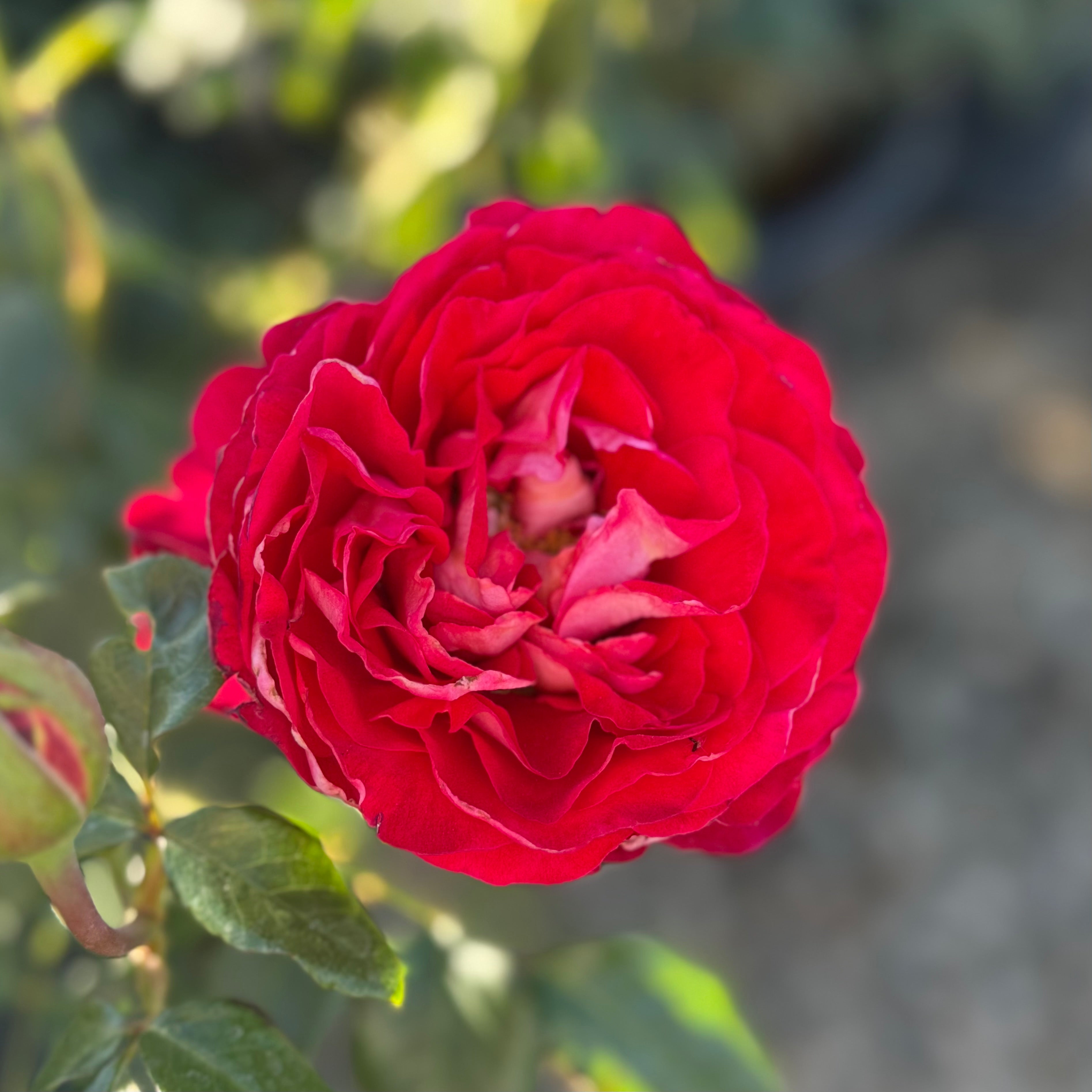 Gypsy Carnival ™ Potted Rose Bush