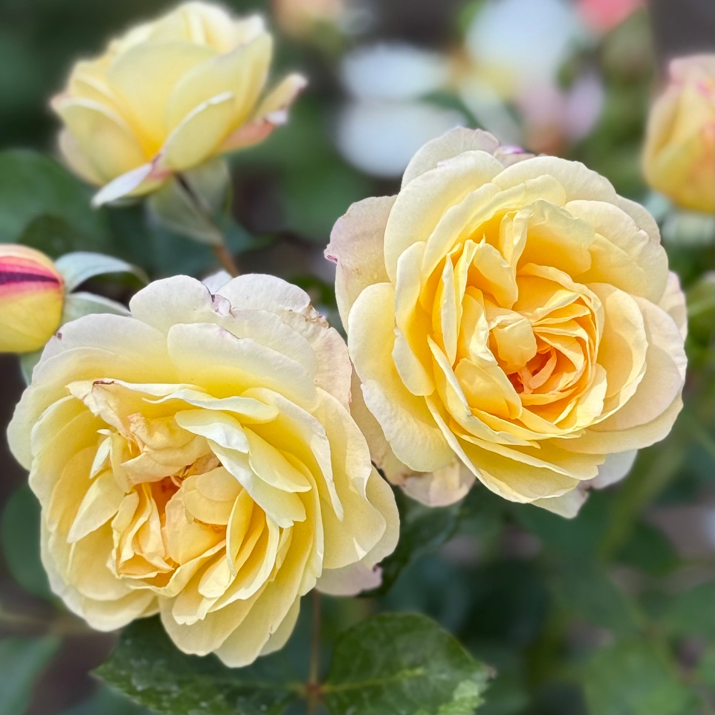 Life of the Party™ Potted Rose Bush