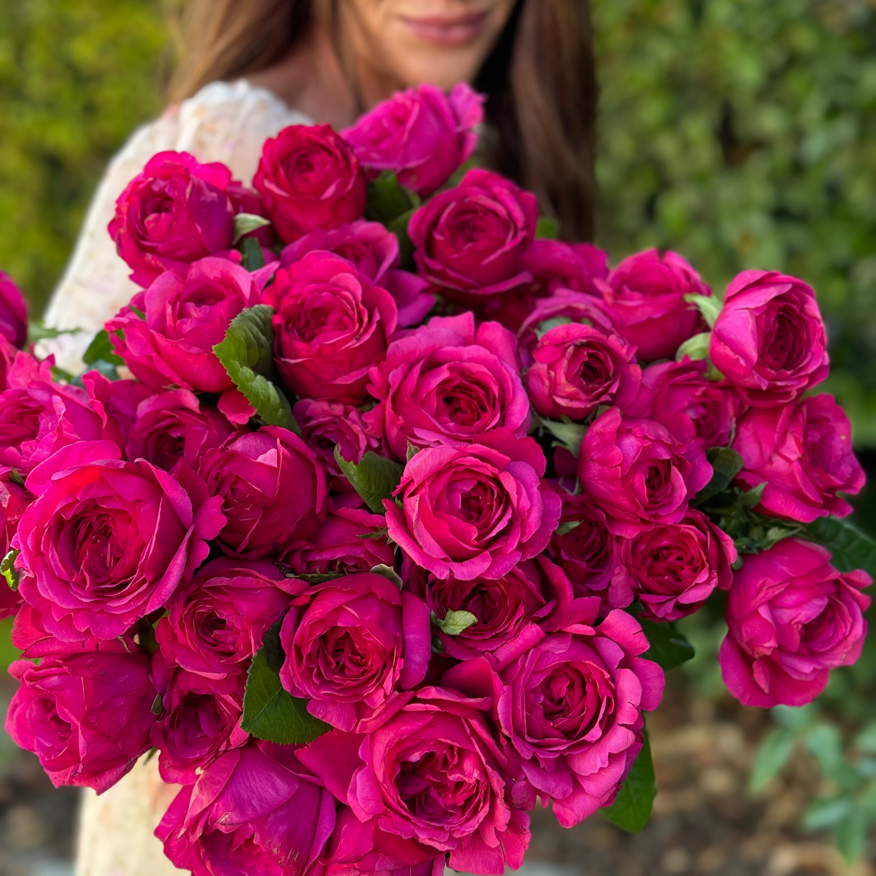 Princess Kishi® Potted Rose Bush