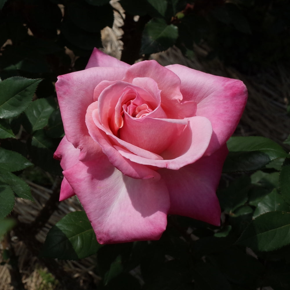 First Prize Bare Root Rose Bush