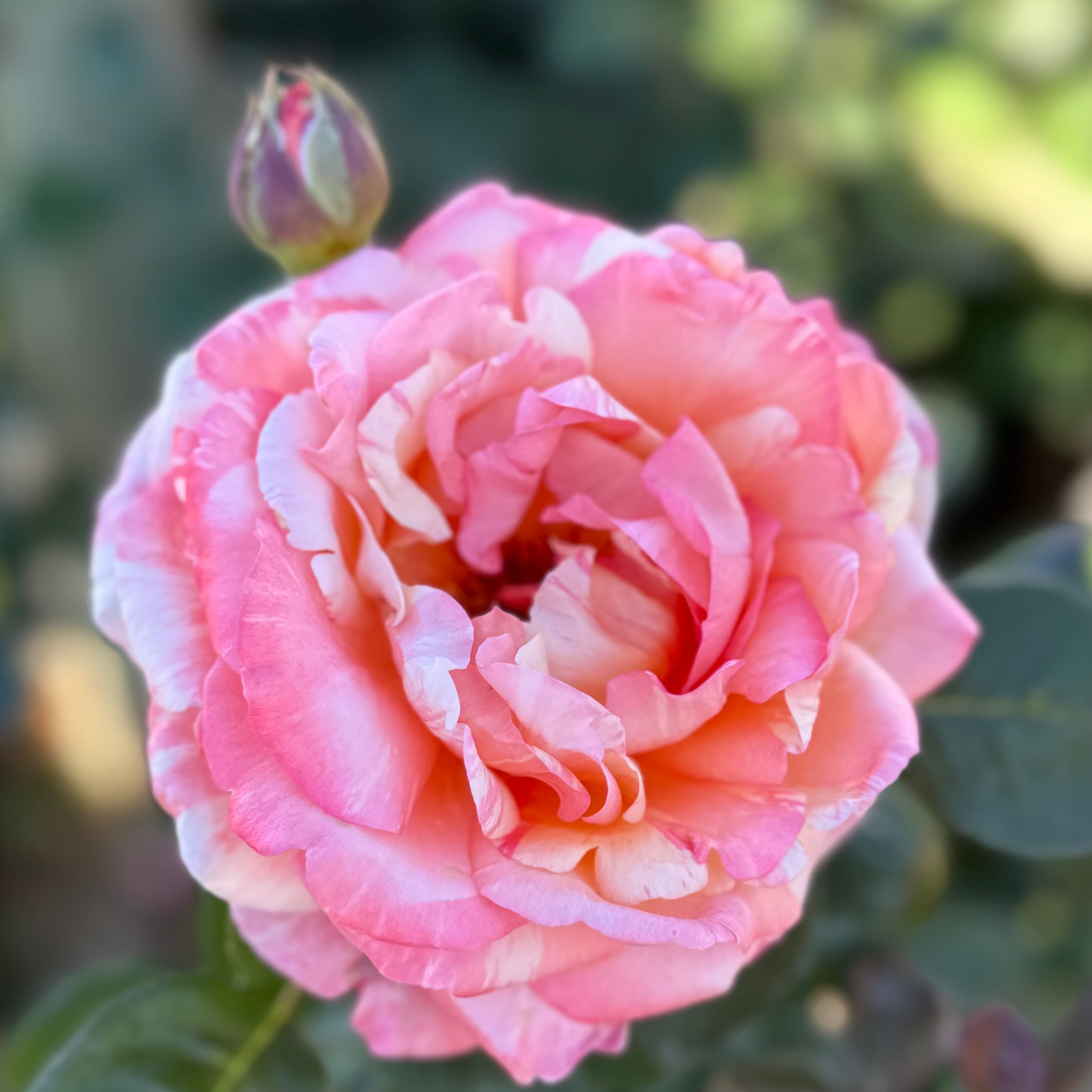 Peach Swirl™ Potted Rose Bush