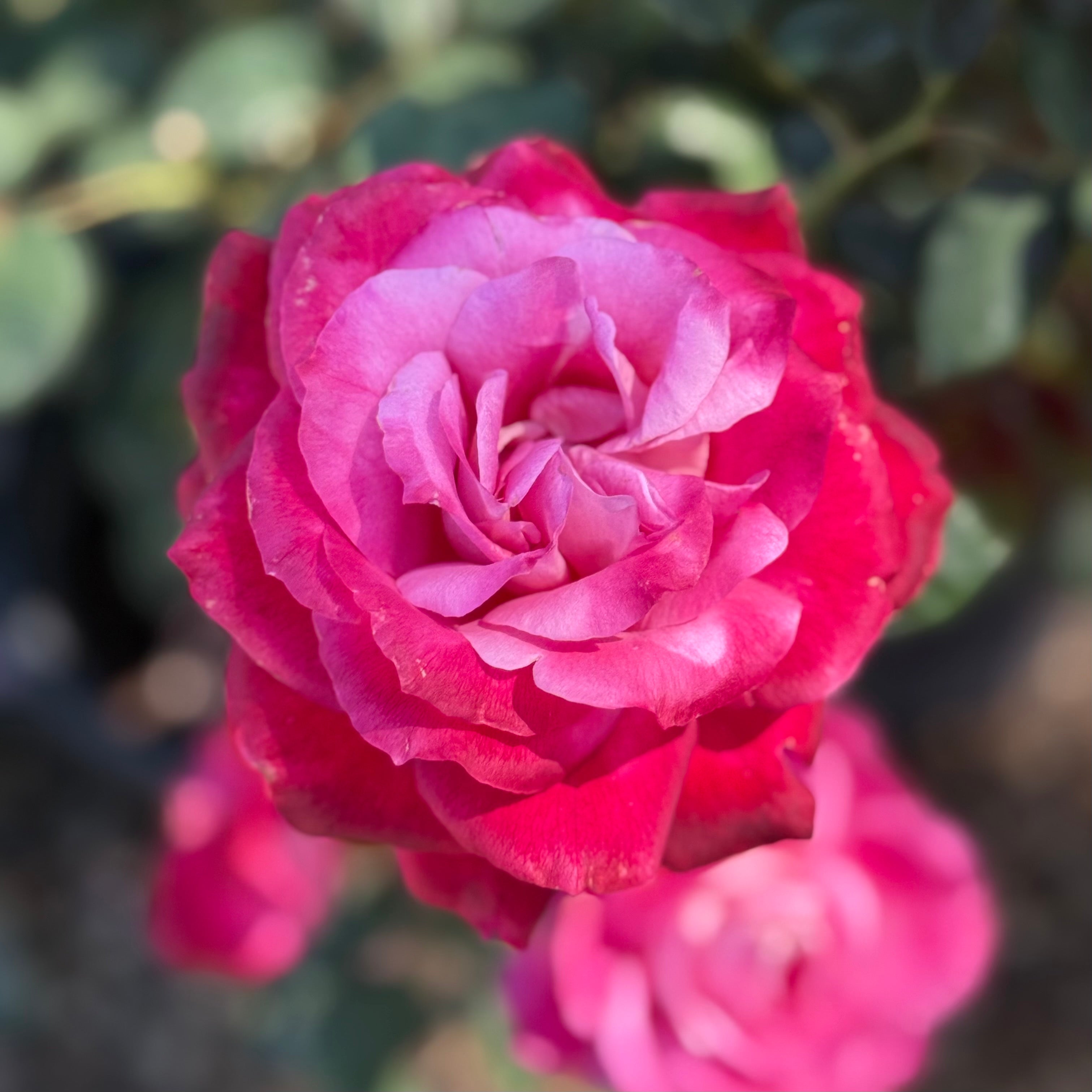 Girl's Night Out™ Potted Rose Bush