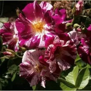 Purple Splash™ Potted Climbing Rose Bush