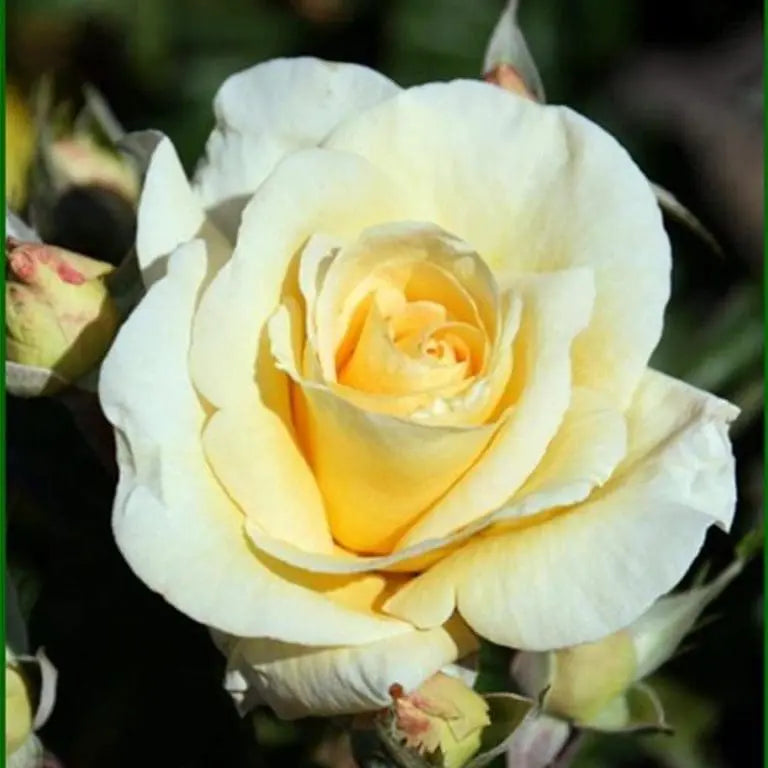 Sunshine Daydream ™ Potted Tree Rose