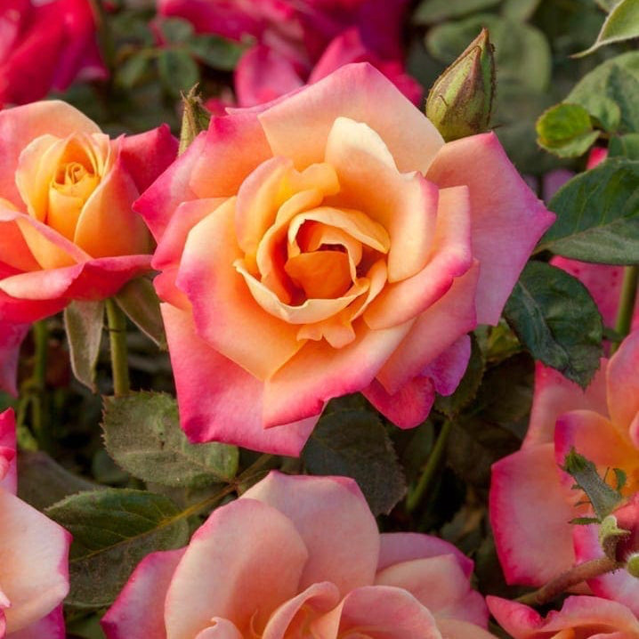 Polynesian Punch Potted Rose Bush | Multicolor Orange Pink Rose