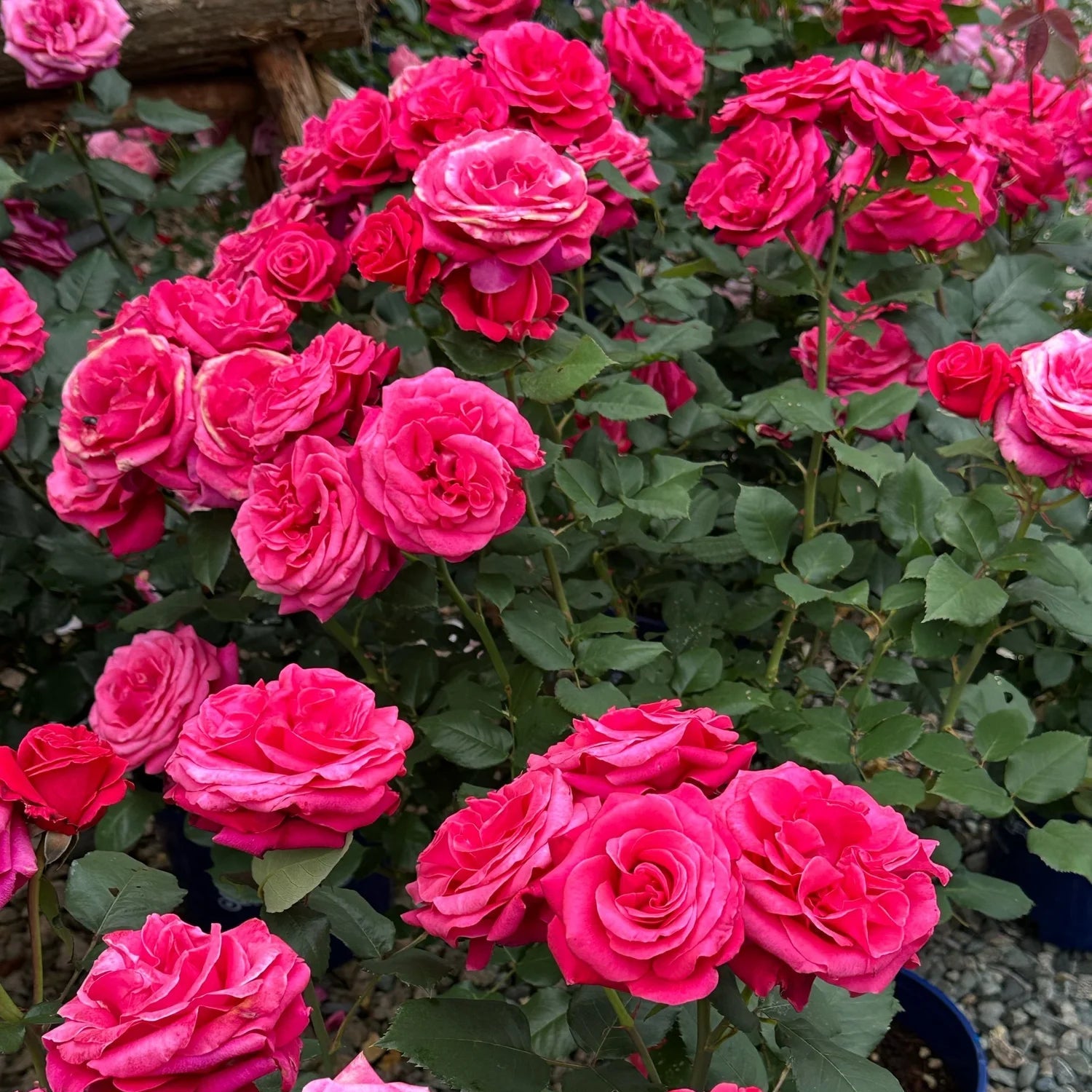 Fragrant Showpiece™ Lipstick Potted Rose Bush