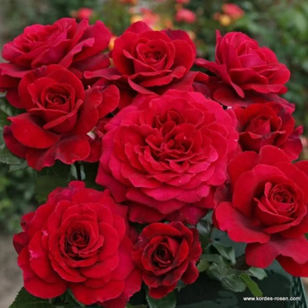 Eleganza® Gypsy Soul® Potted Rose Bush