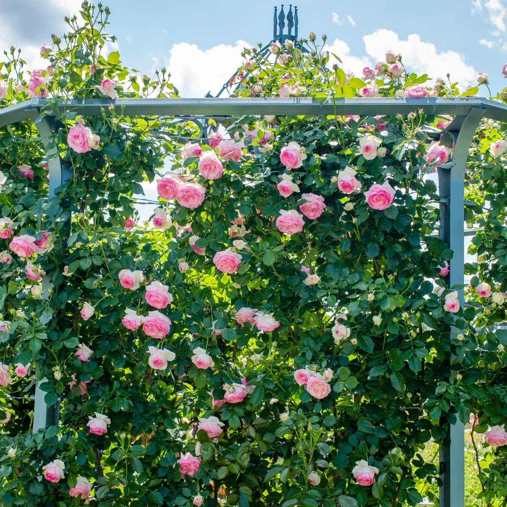 Eden Climber® Bare Root Climbing Rose