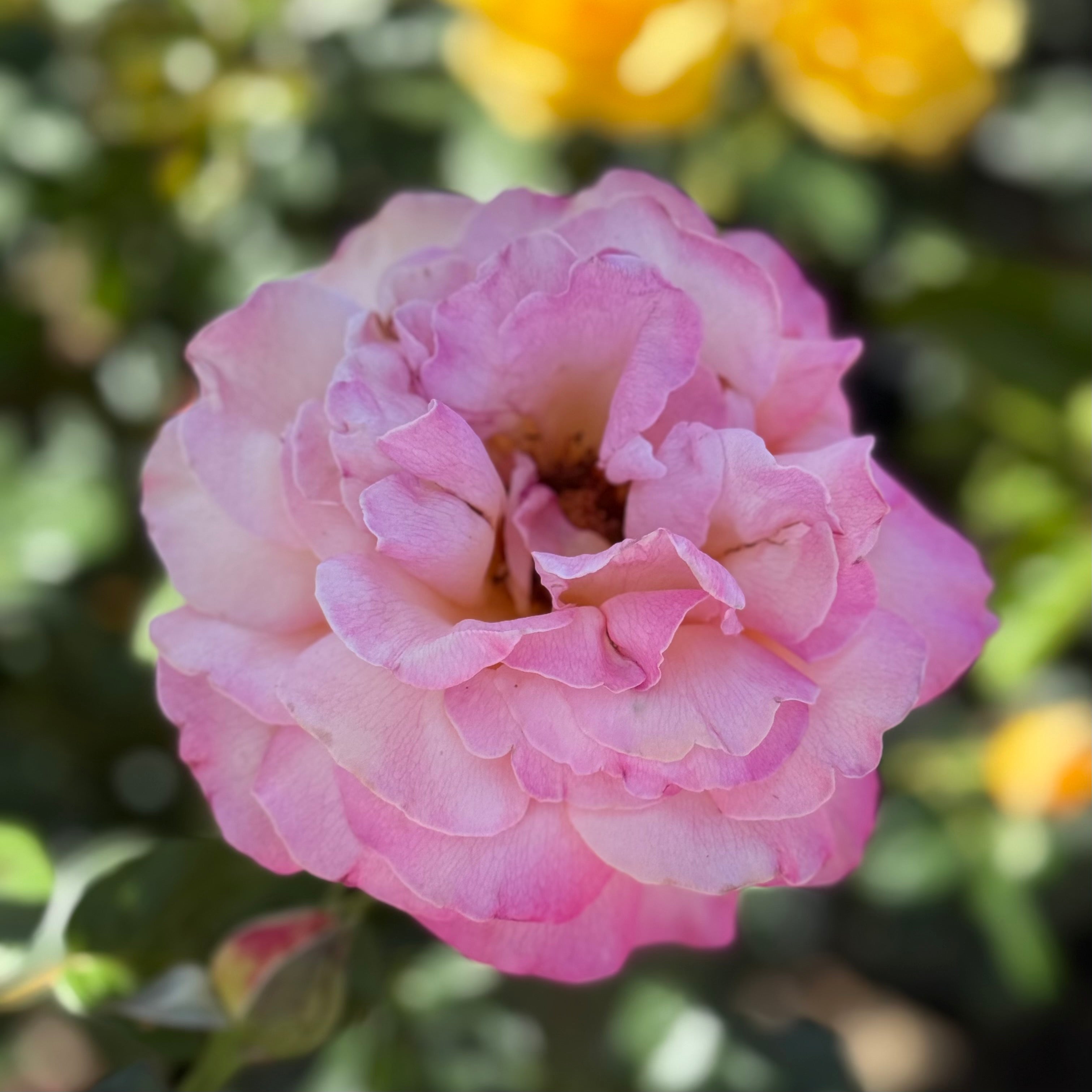 Chicago Peace™ Potted Rose Bush