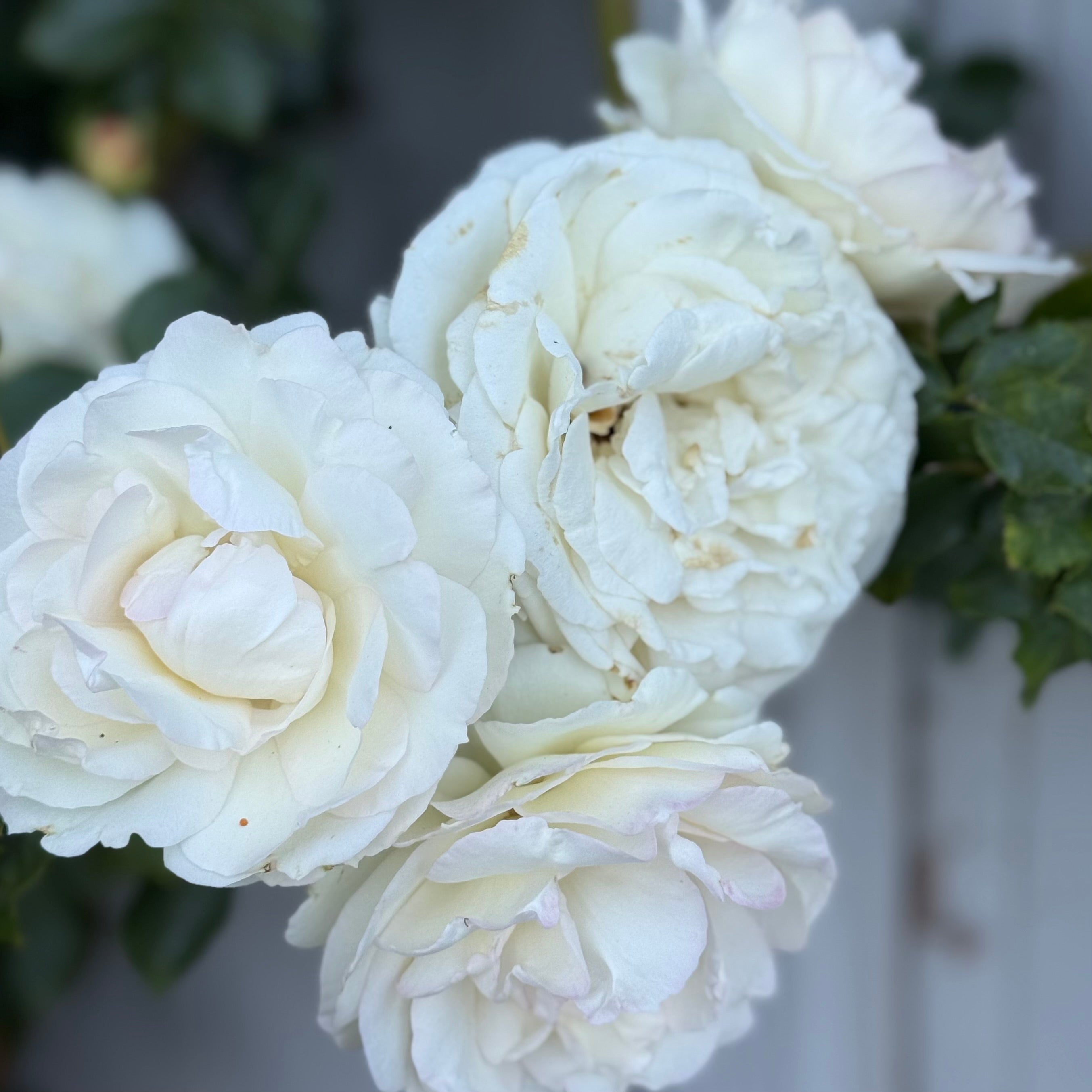 Eden Climber® White Potted Climbing Rose