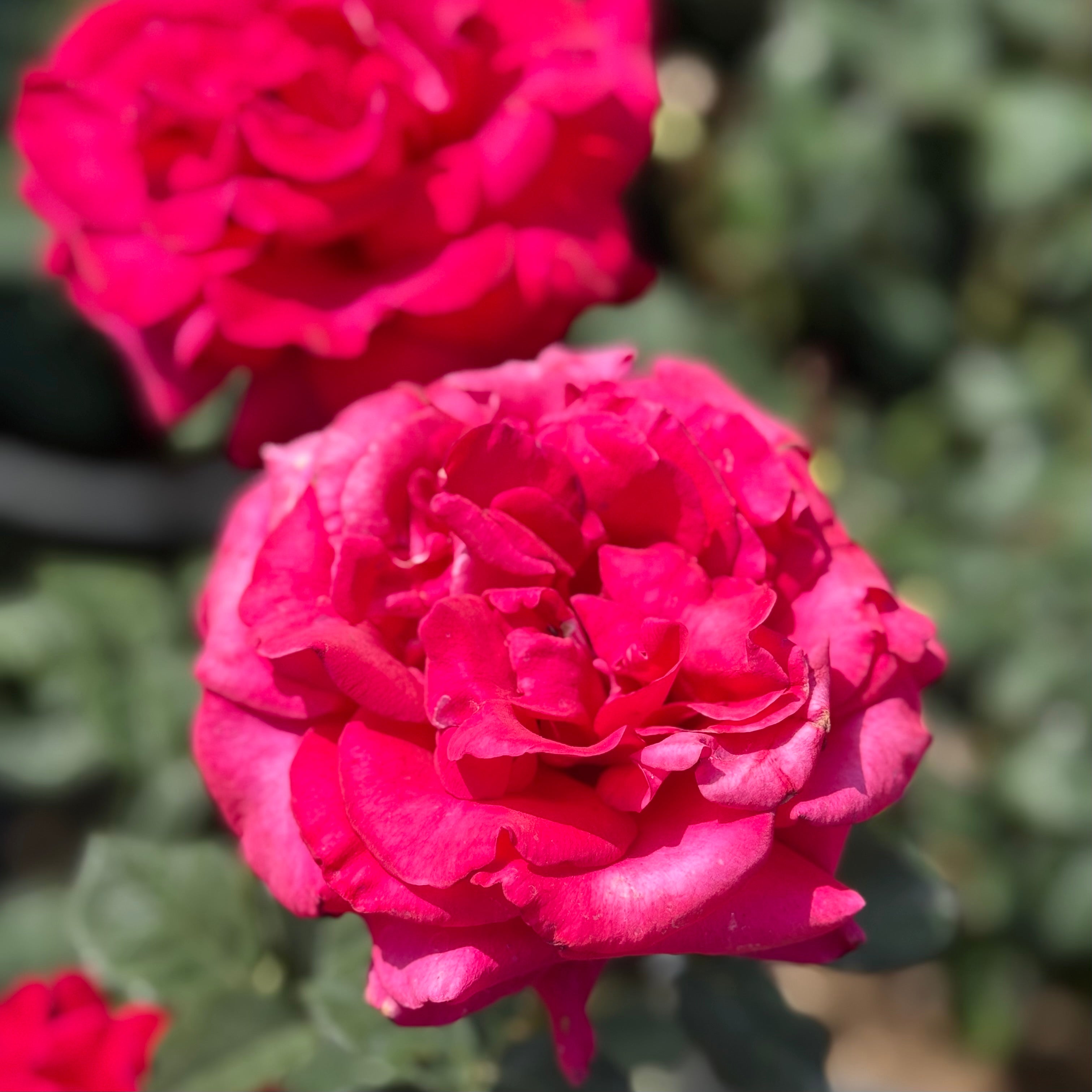 Let Freedom Ring ™ Potted Rose Bush
