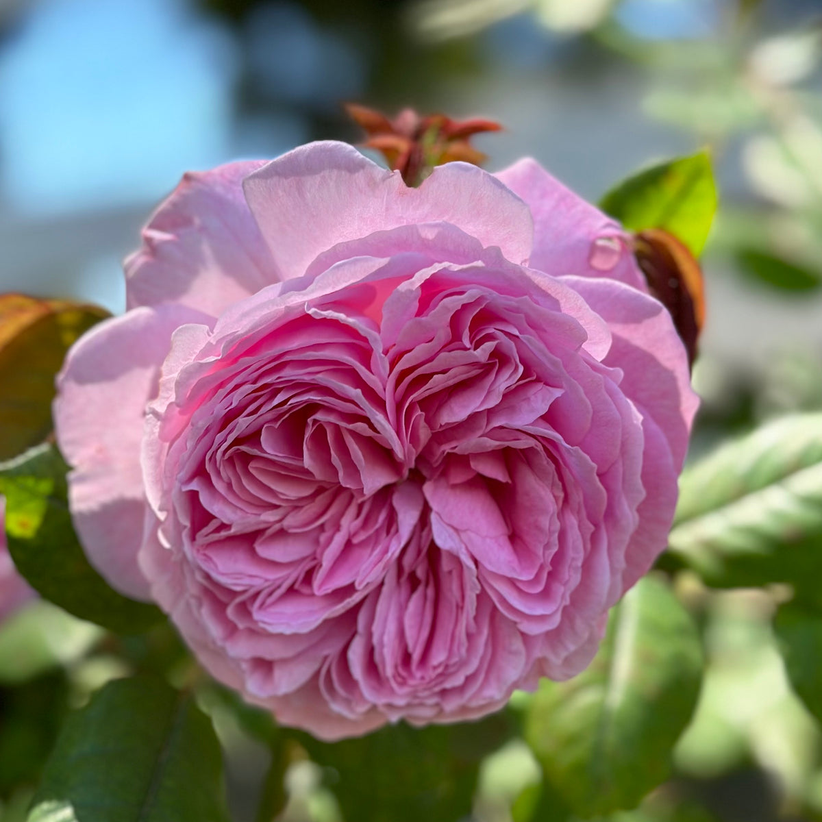 Parfuma® Summer Romance™ Bare Root Rose Bush