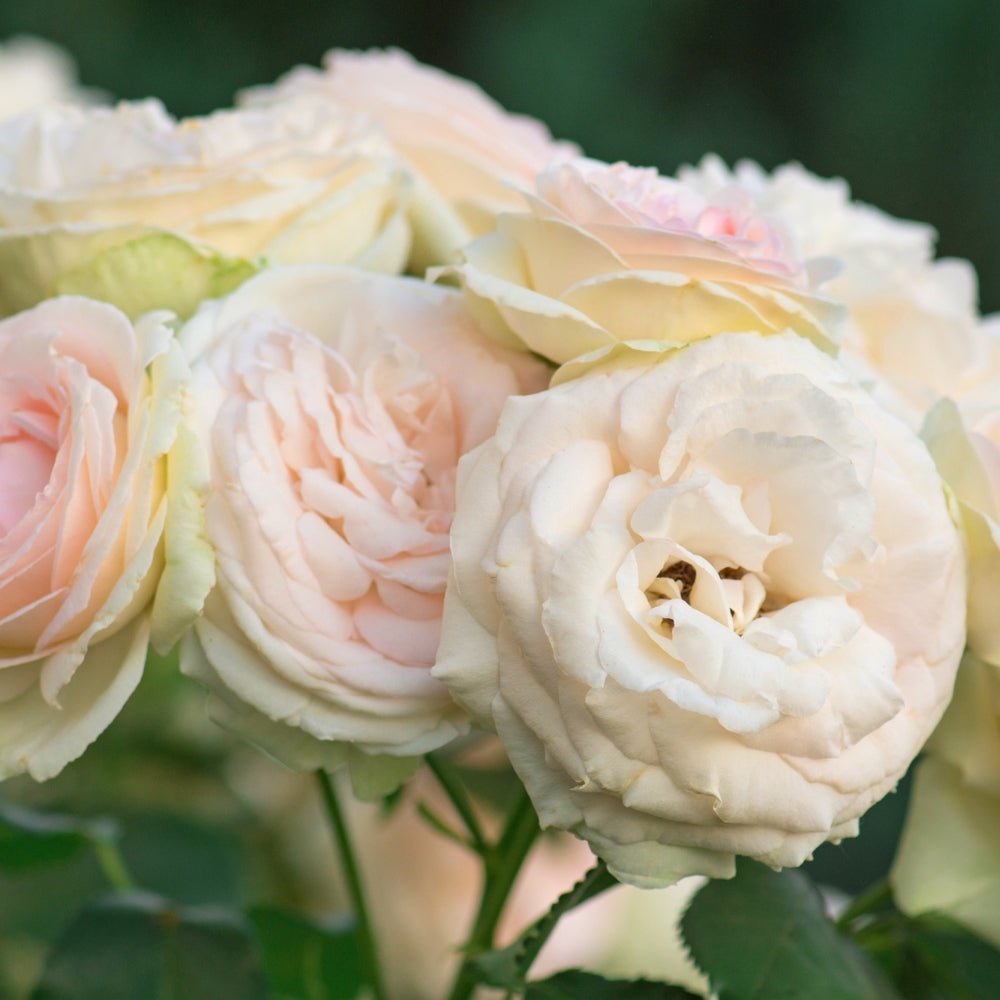 Eden Climber® Bare Root Climbing Rose