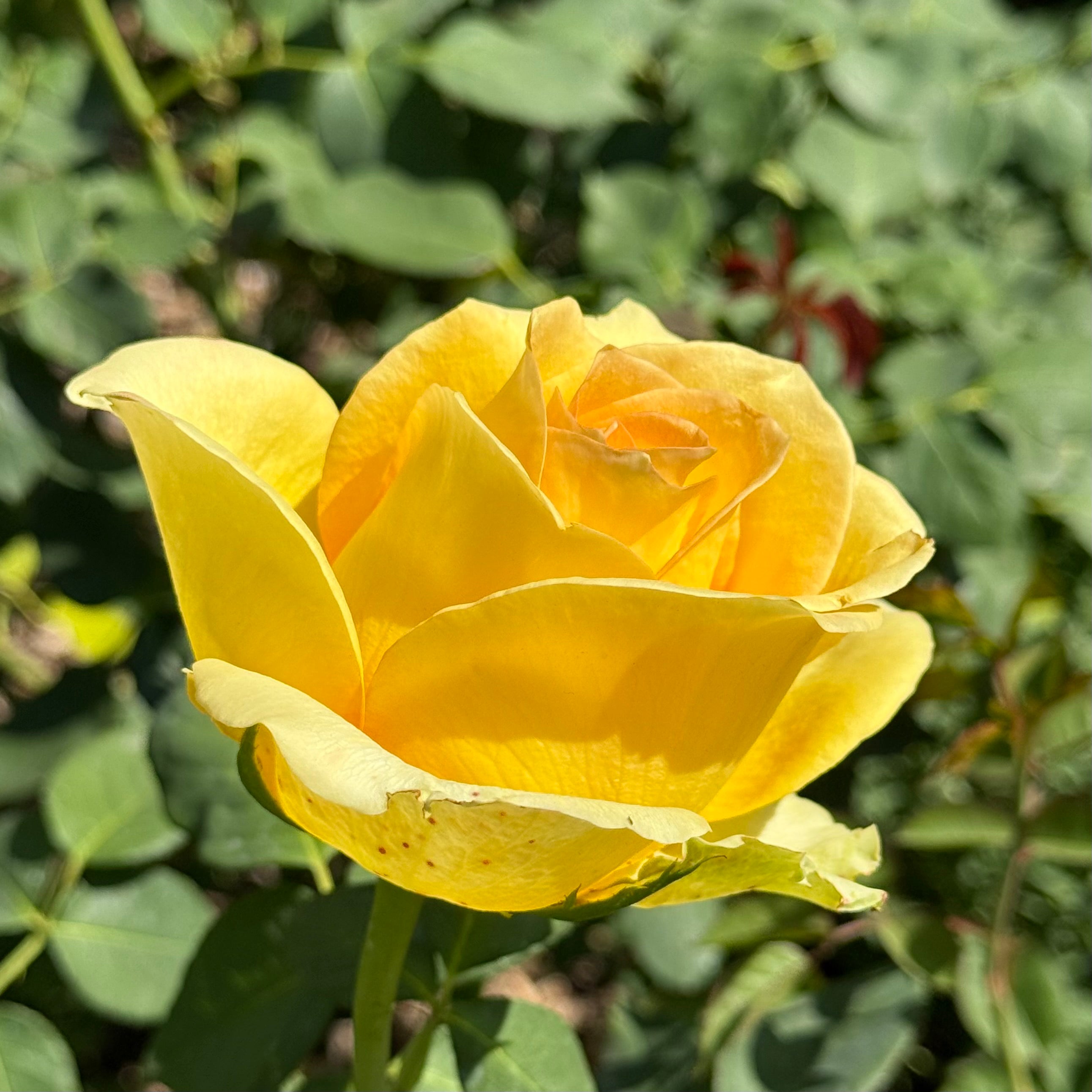 St Patrick™ Potted Rose Bush