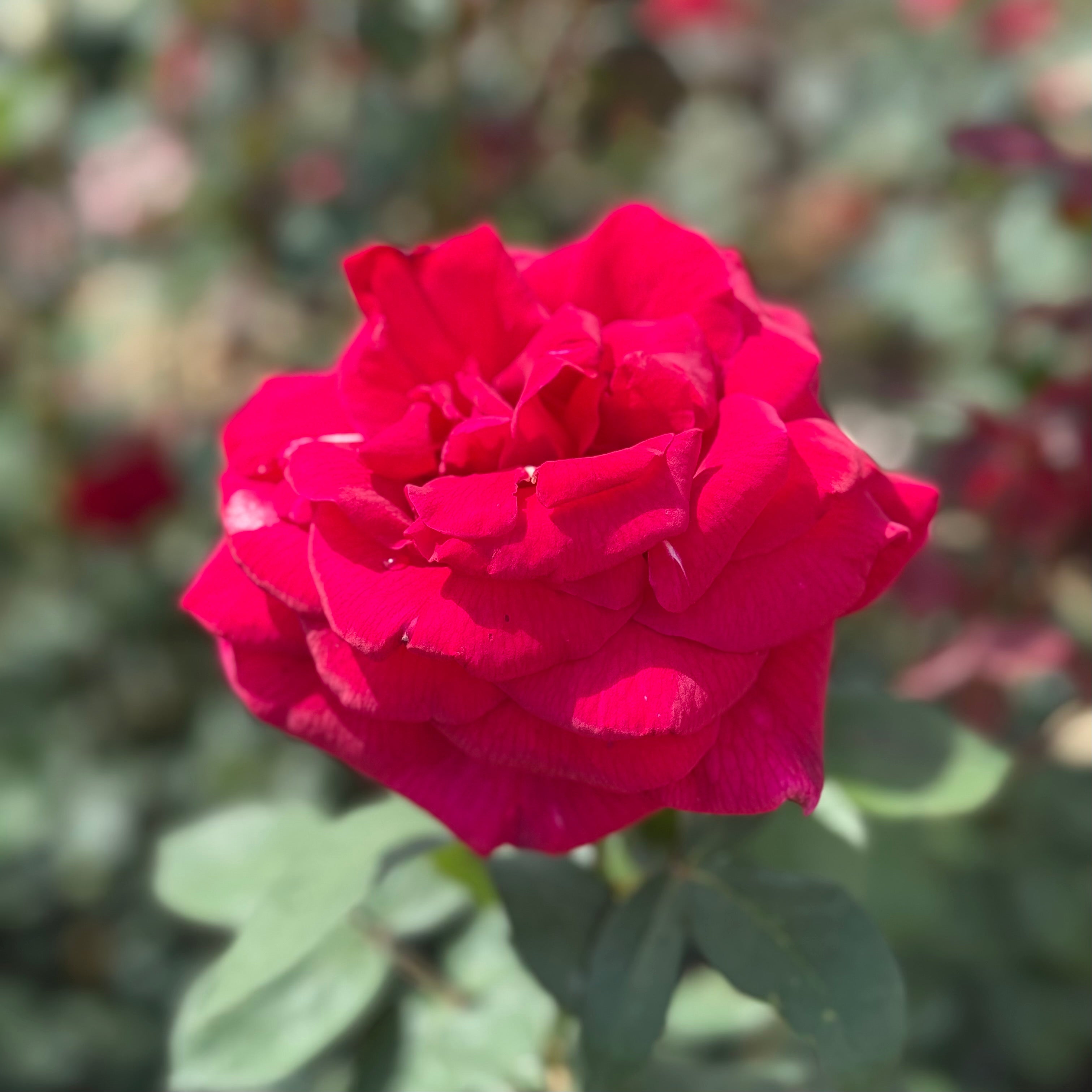 Mister Lincoln Potted Rose Bush