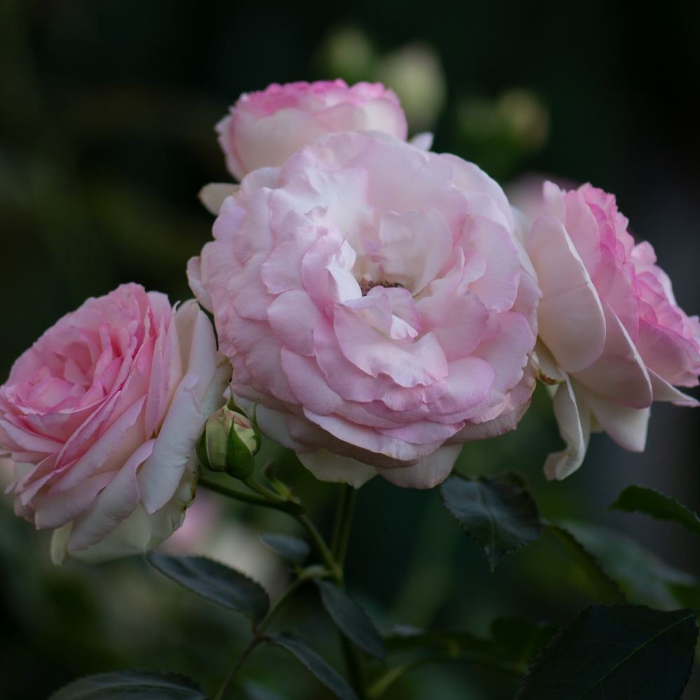 Eden Climber® Bare Root Climbing Rose