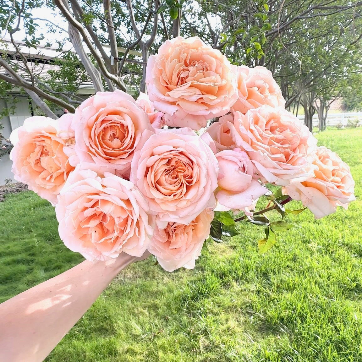Parfuma® Sunrise (a.k.a. Sespe Sunrise) Bare Root Rose Bush
