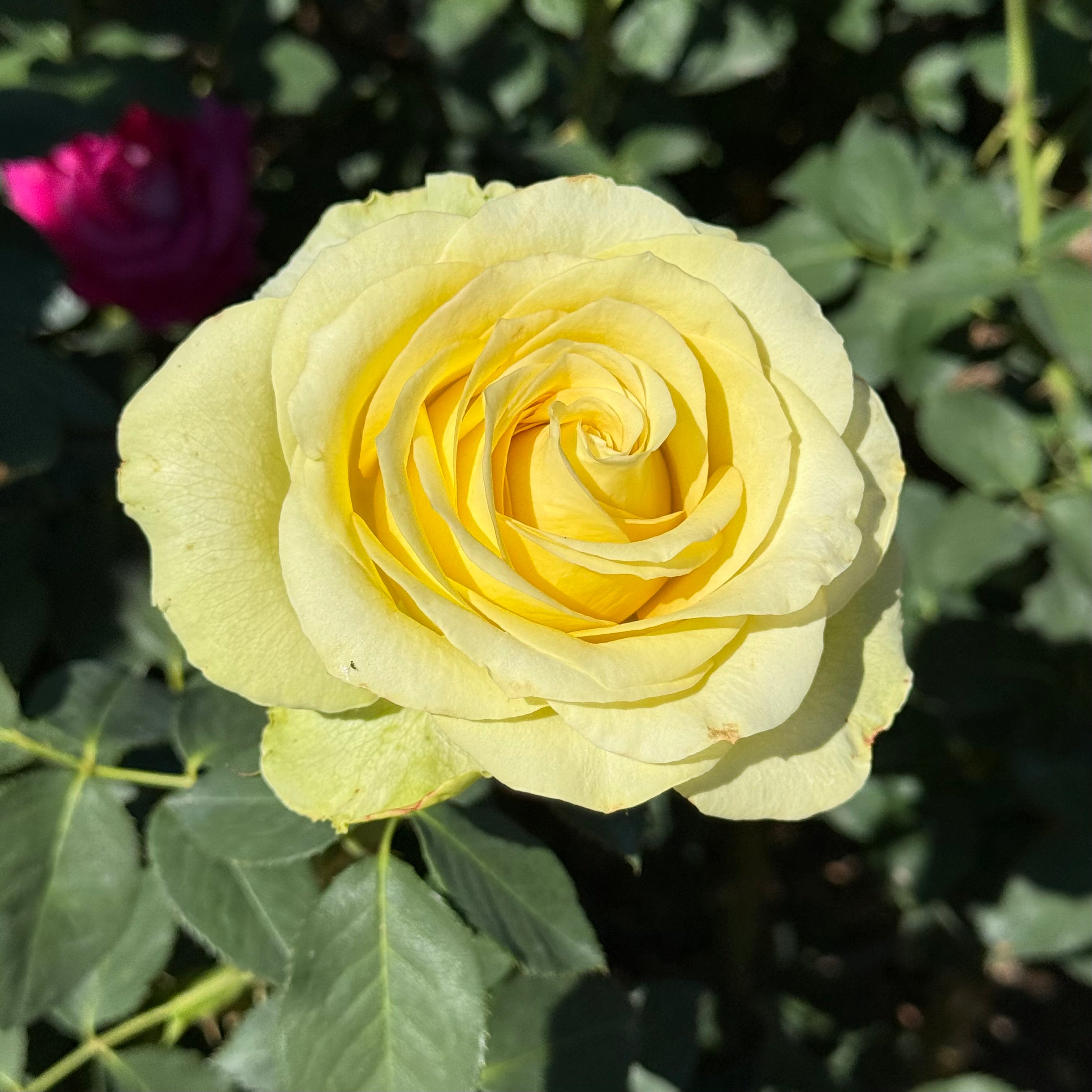 St Patrick™ Potted Rose Bush