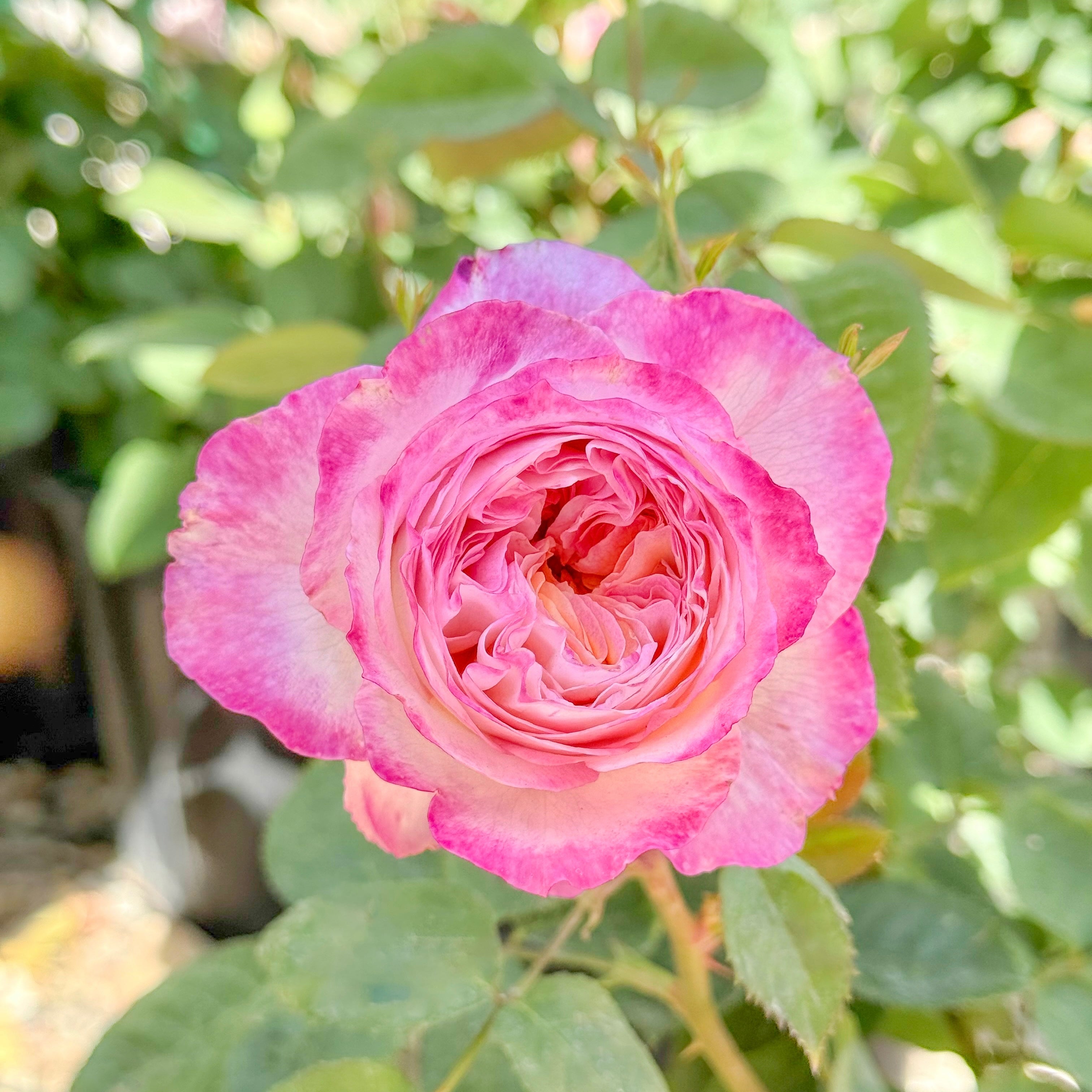 Living the Dream™ Bare Root Rose Bush