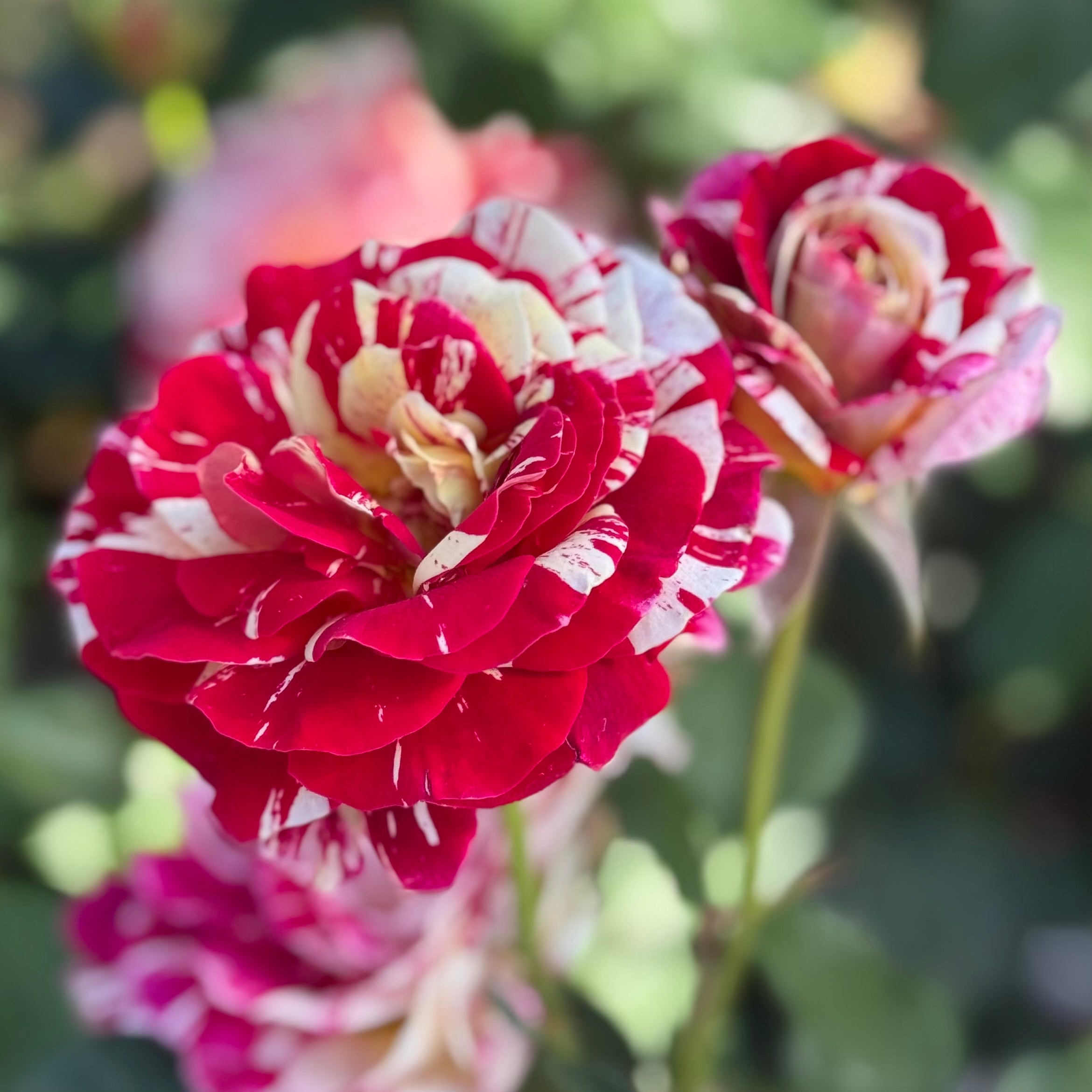 George Burns Bare Root Rose Bush