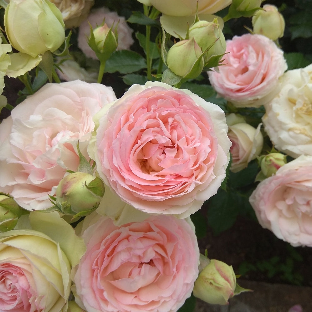 Eden Climber® Bare Root Climbing Rose