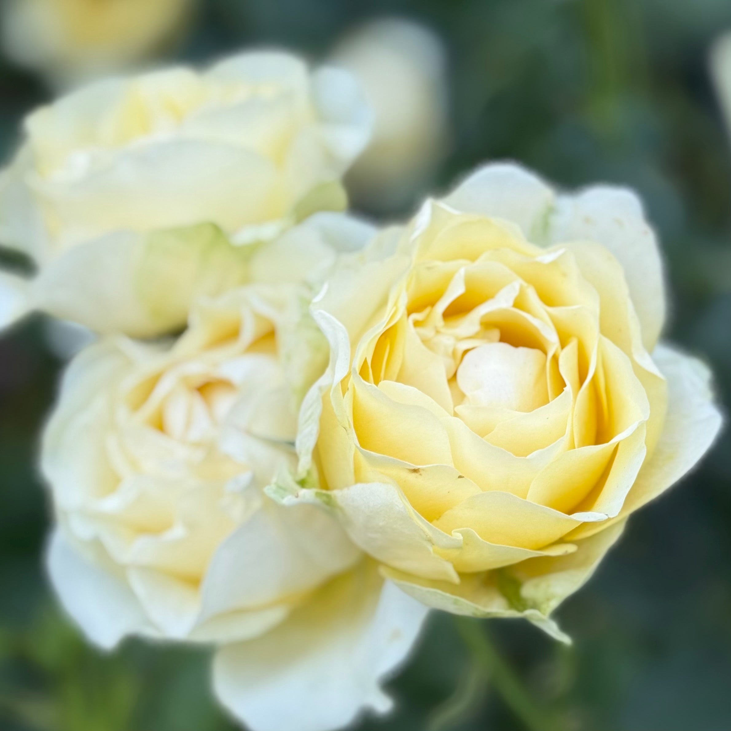 Walking on Sunshine™ Potted Rose Bush
