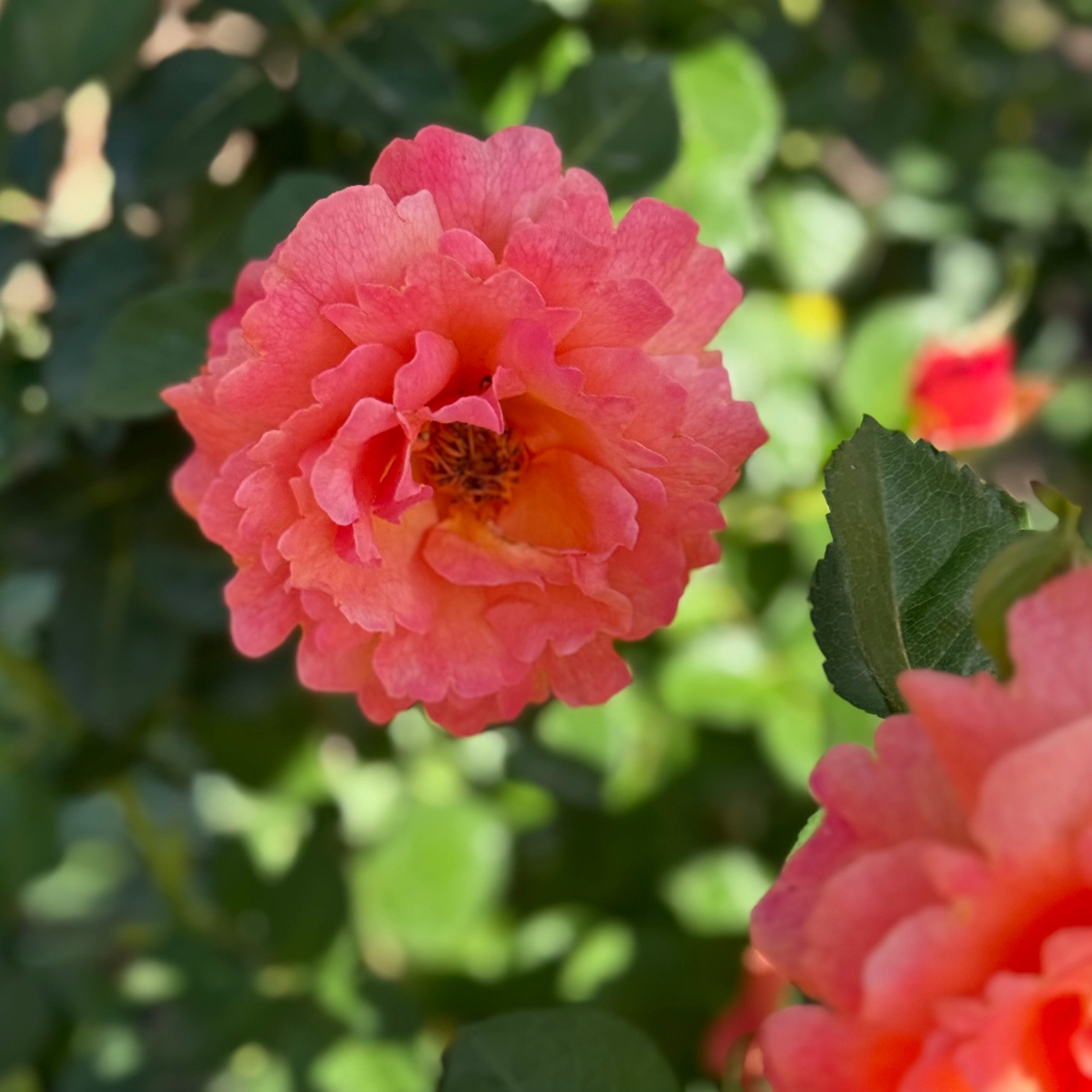 Easy Does It® Potted Tree Rose