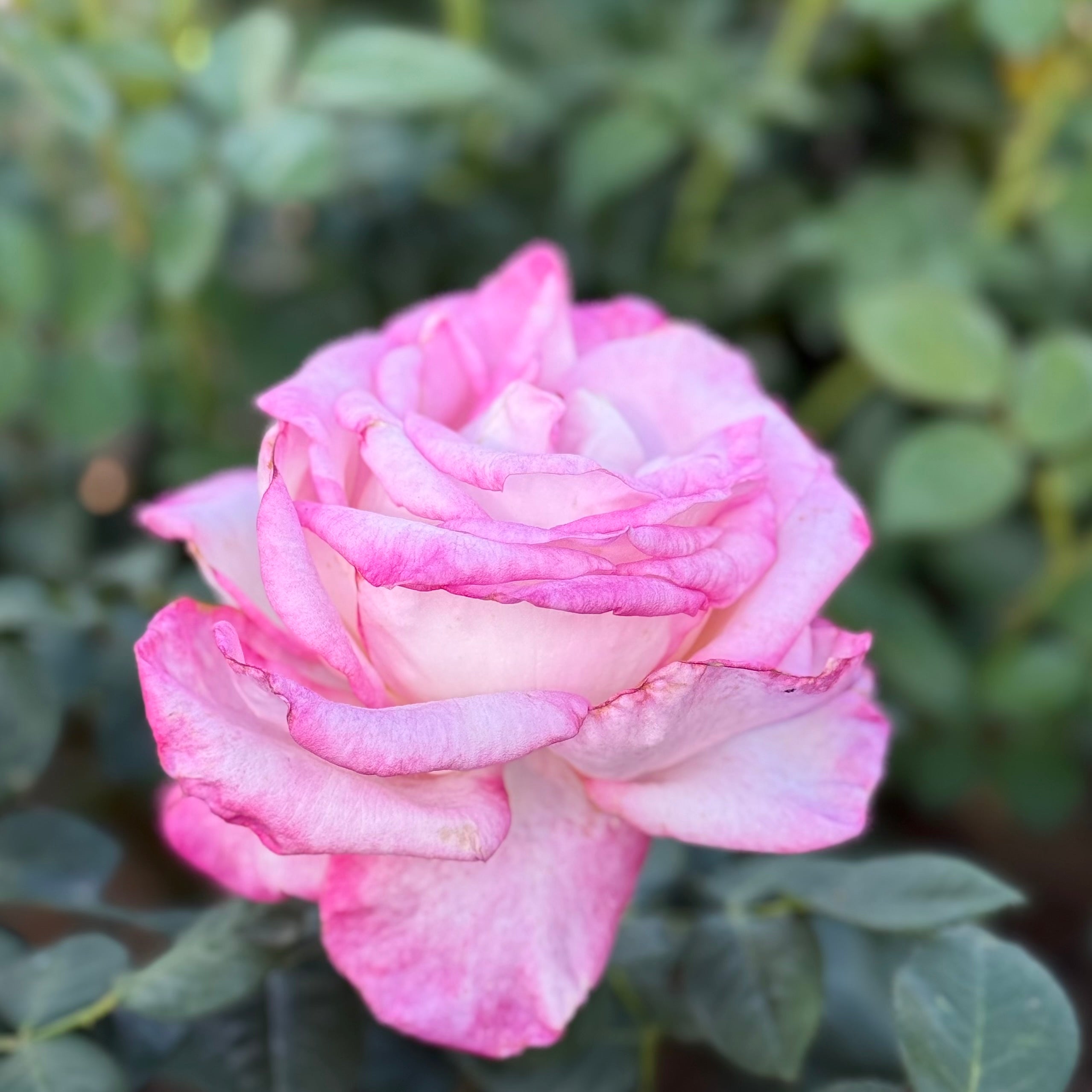 California Dreamin'™ Potted Rose Bush