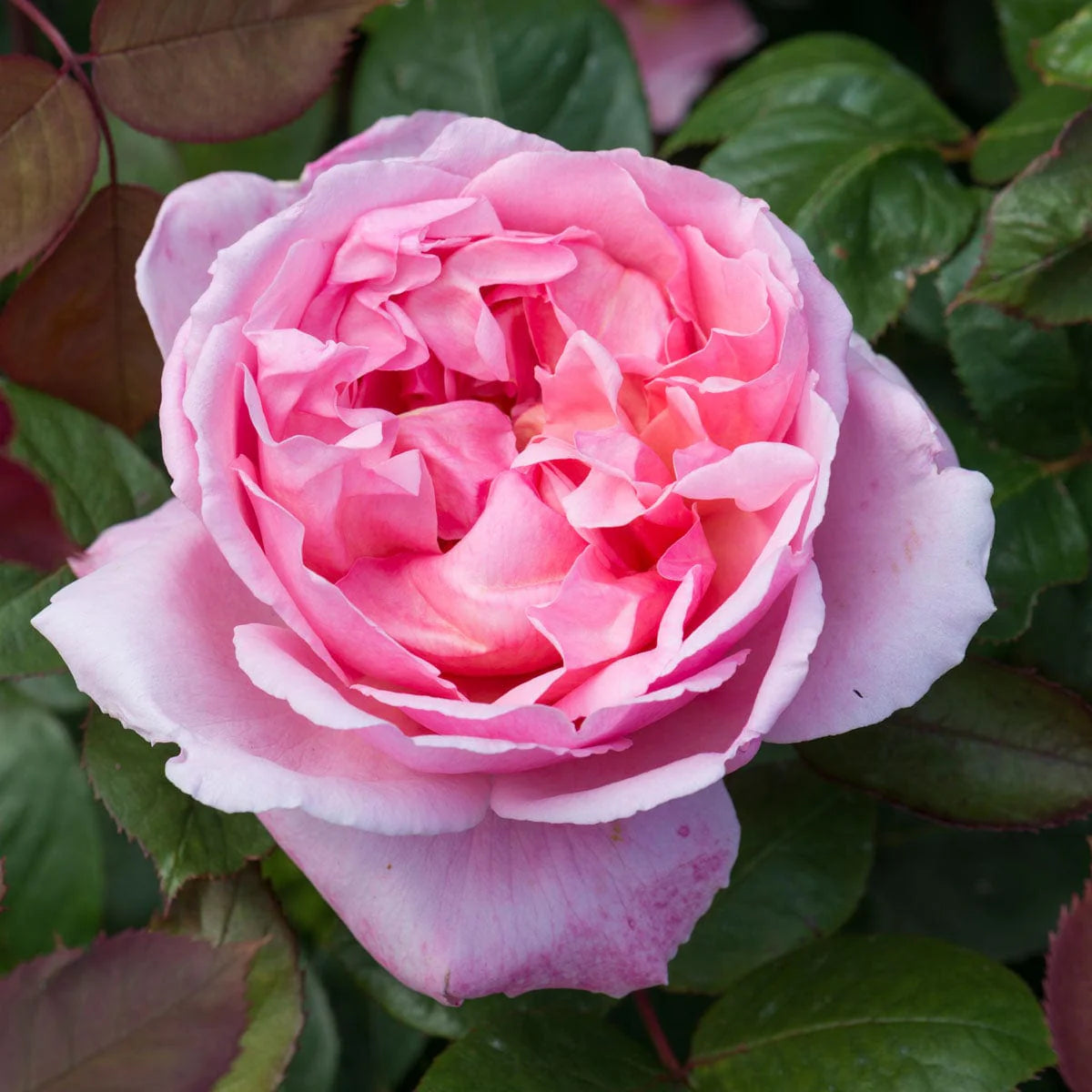 Windermere Potted Rose Bush | White David Austin Rose | Grace Rose